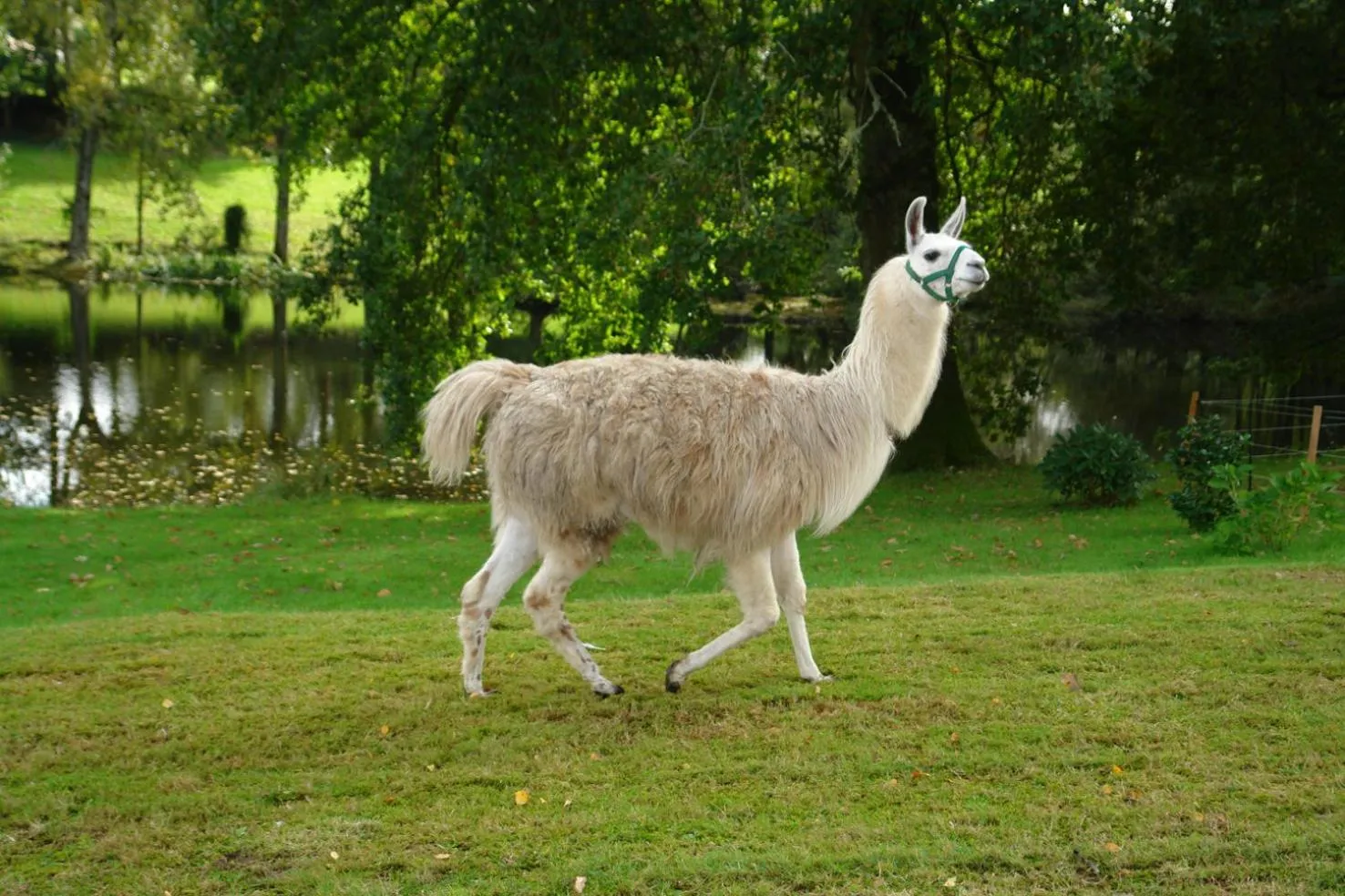 Animals in Les Etangs de Pitié