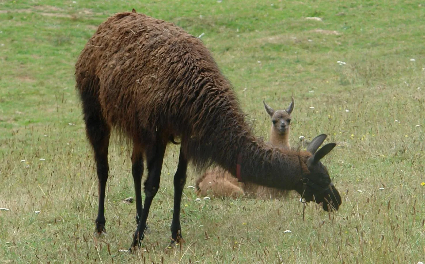Animals in Les Etangs de Pitié