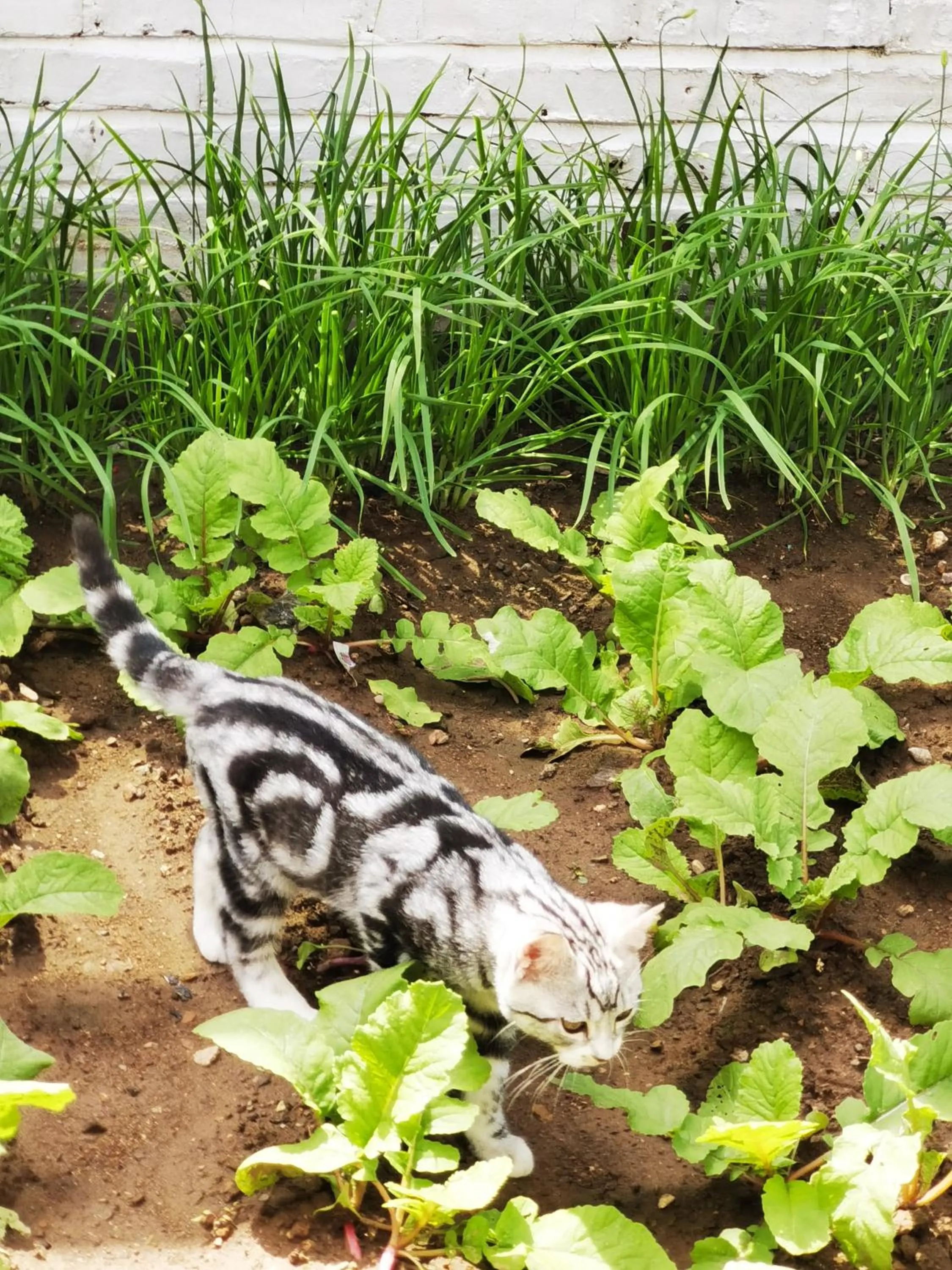 Pets in Gubeikou Great Wall Chengtaoxiaozhu Boutique Homestay