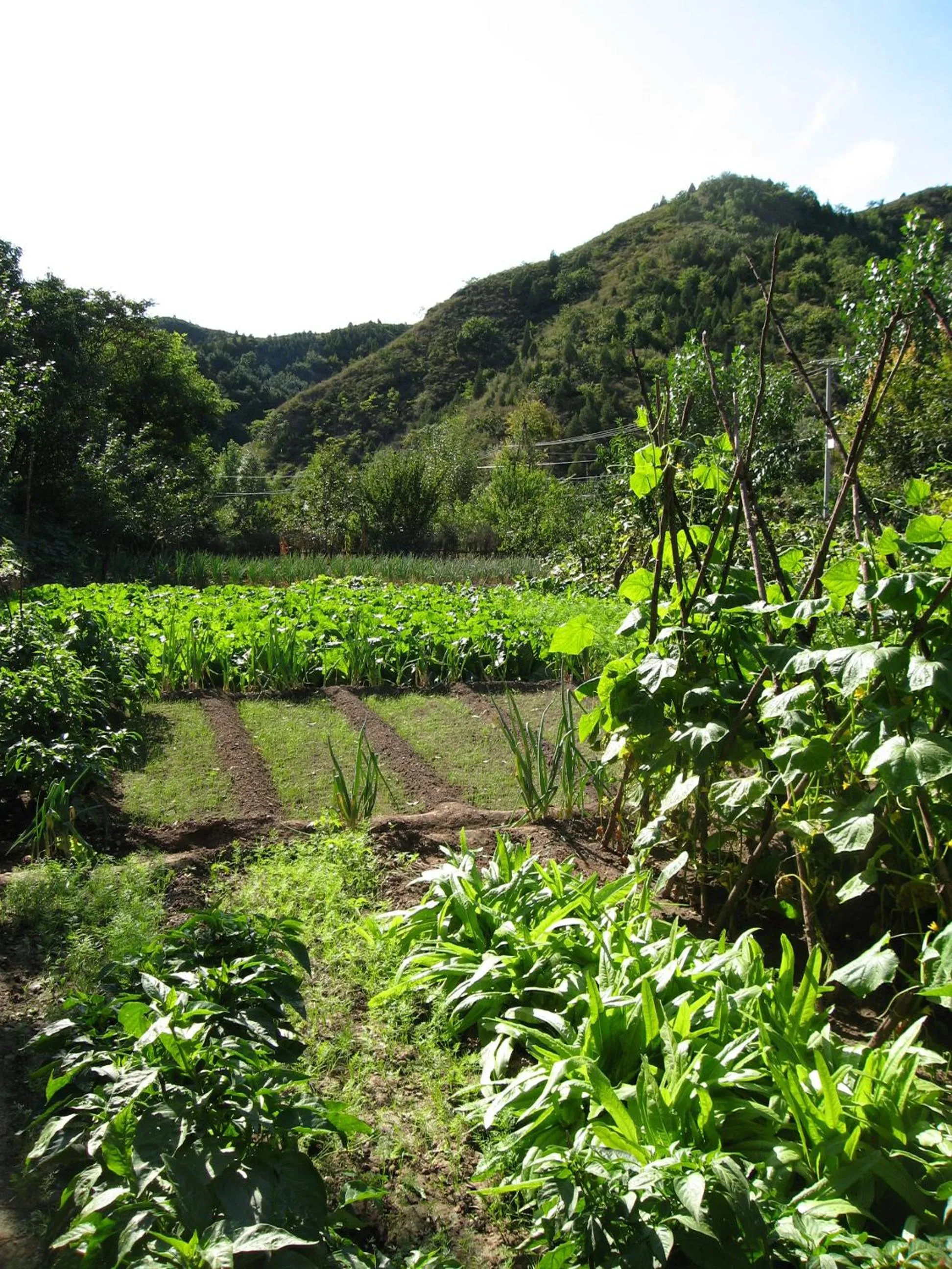 Spring in Gubeikou Great Wall Chengtaoxiaozhu Boutique Homestay