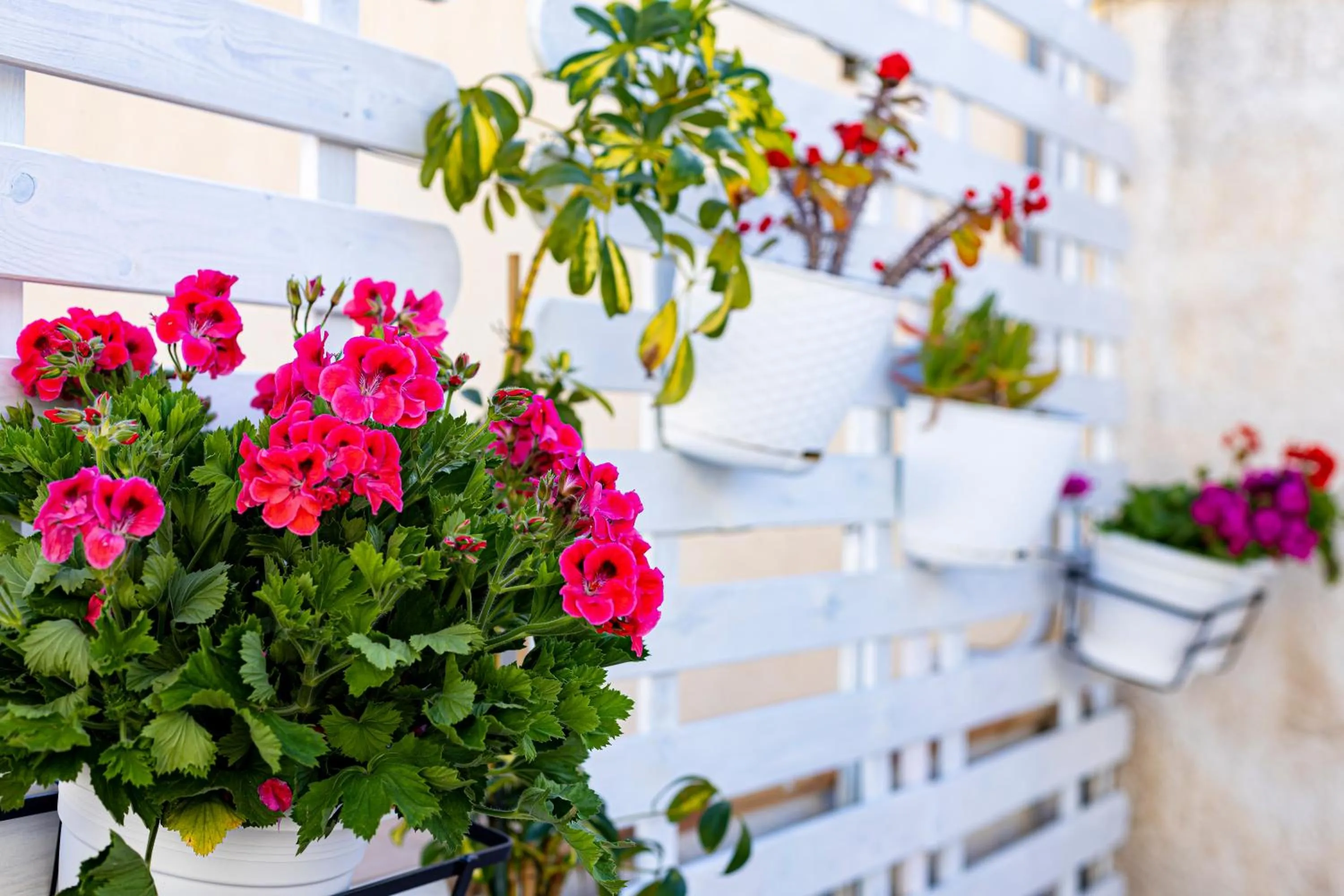 Balcony/Terrace in Trapani Home