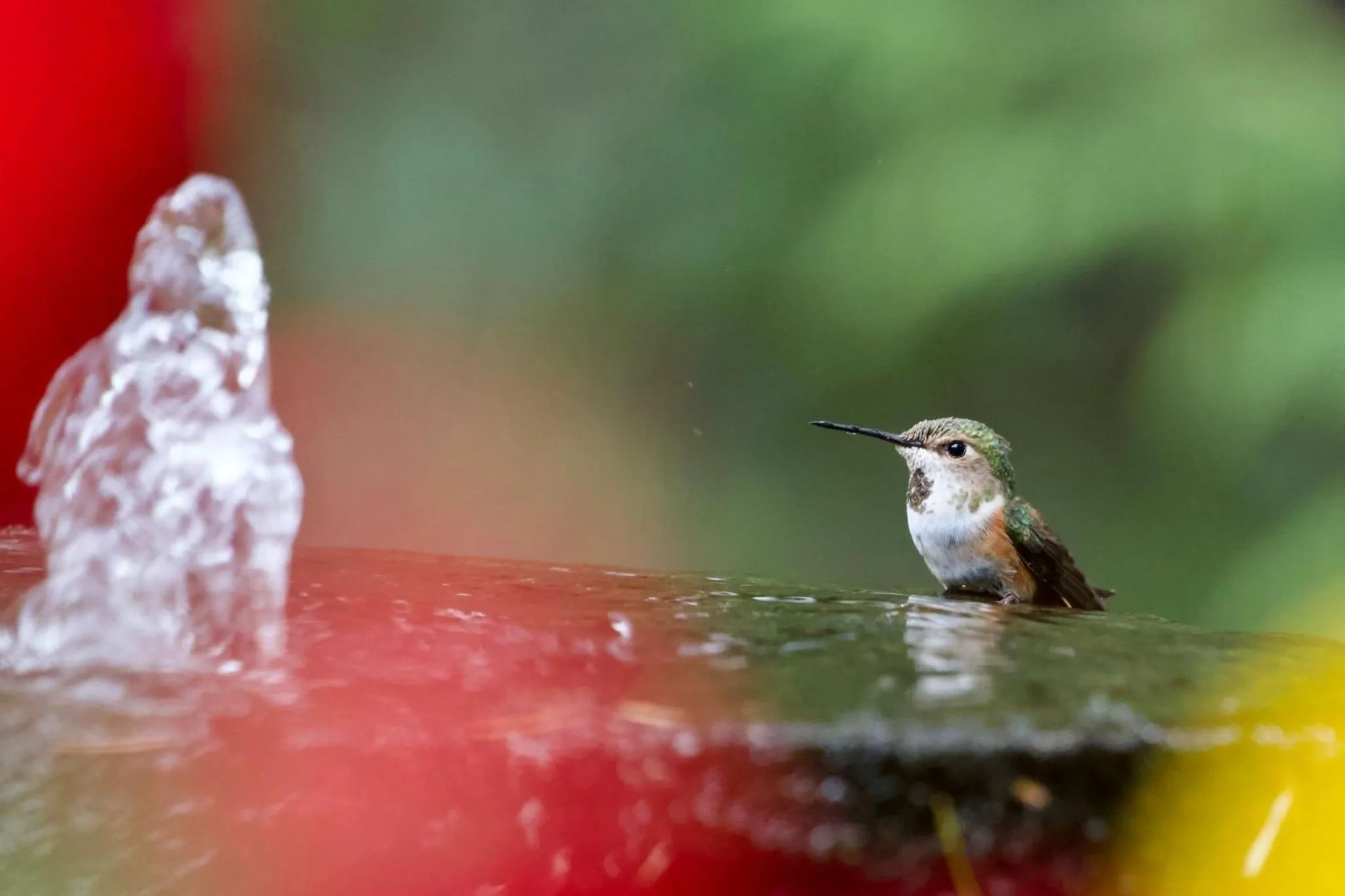 Animals in Cedar Song B&B