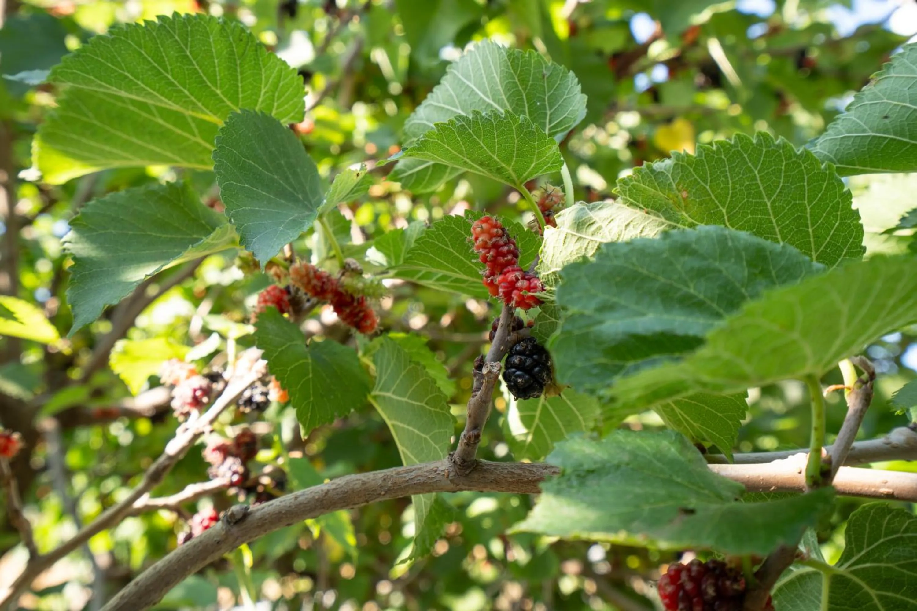 Garden in Borgo del Cannitello Romantic Boutique Resort