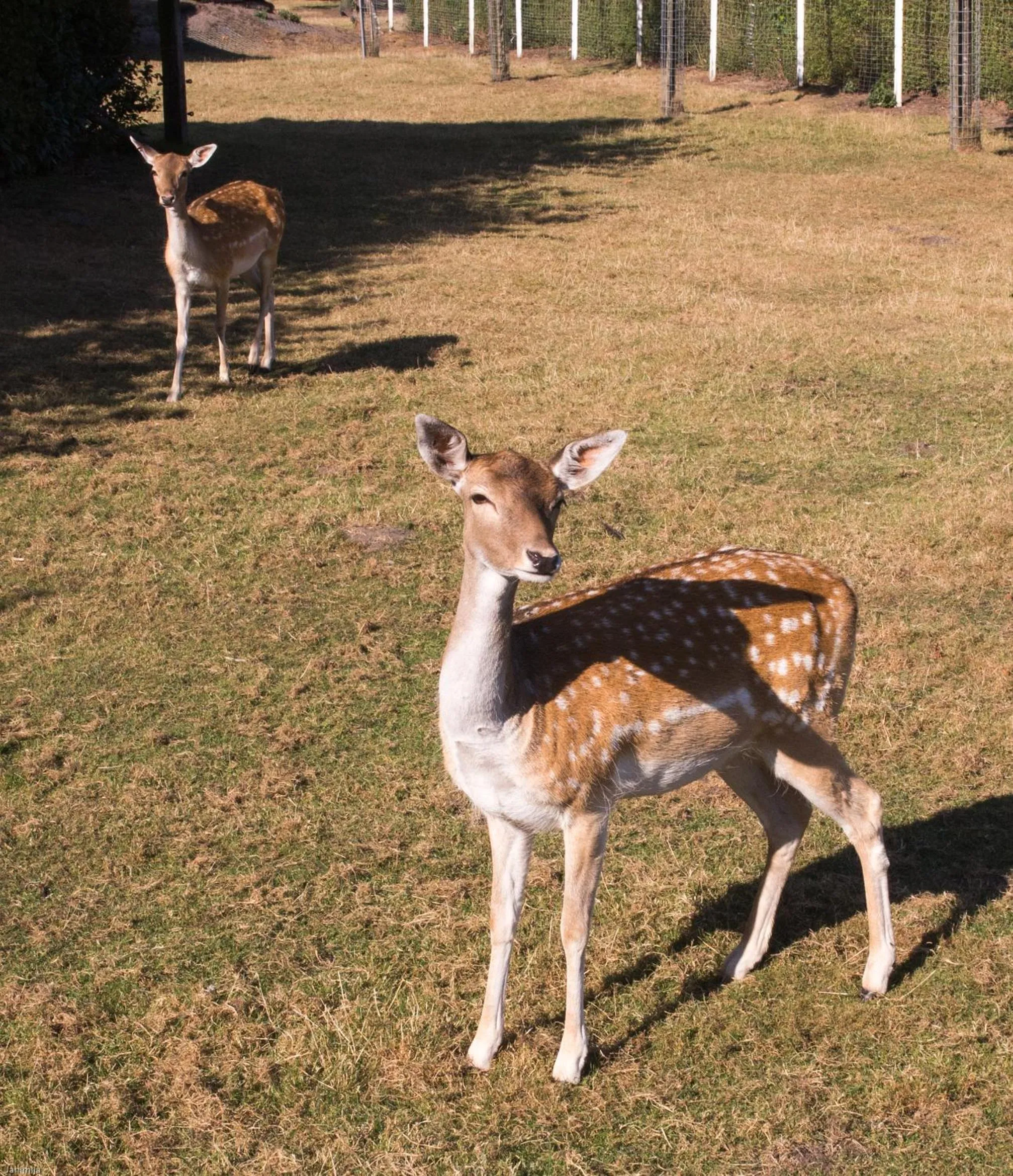 Pets in Hotel Restaurant Lütkebohmert