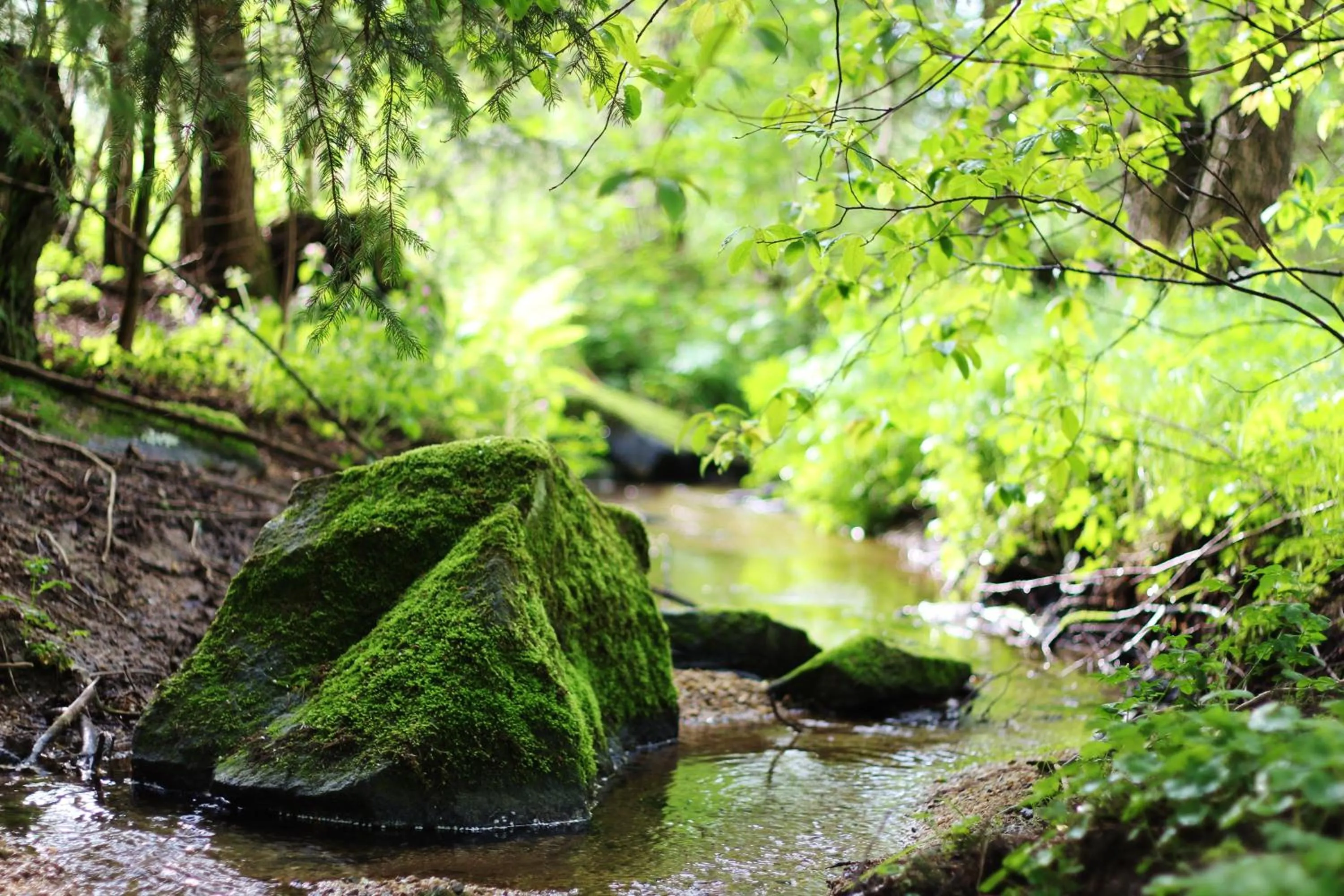 Natural landscape in Langs Wirtshaus
