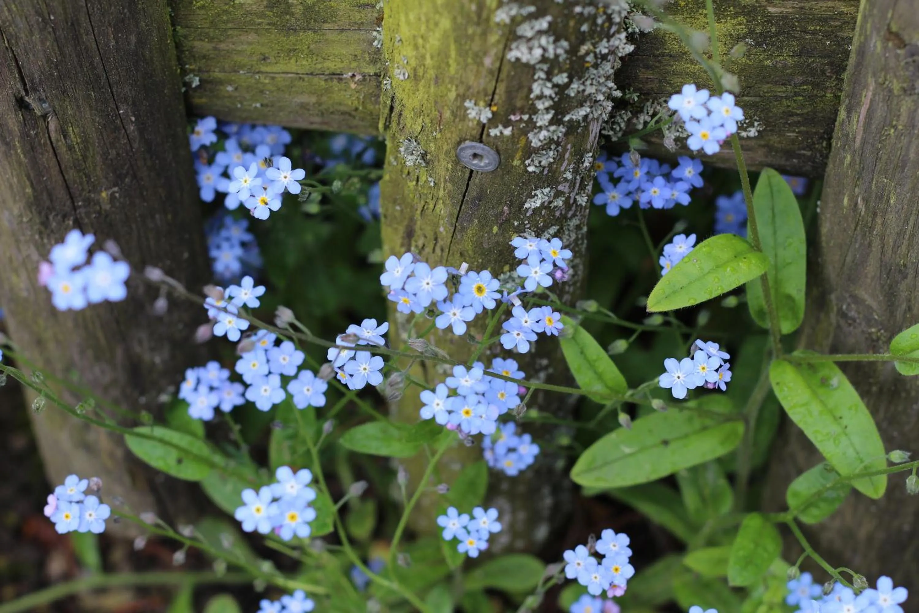 Natural landscape in Langs Wirtshaus