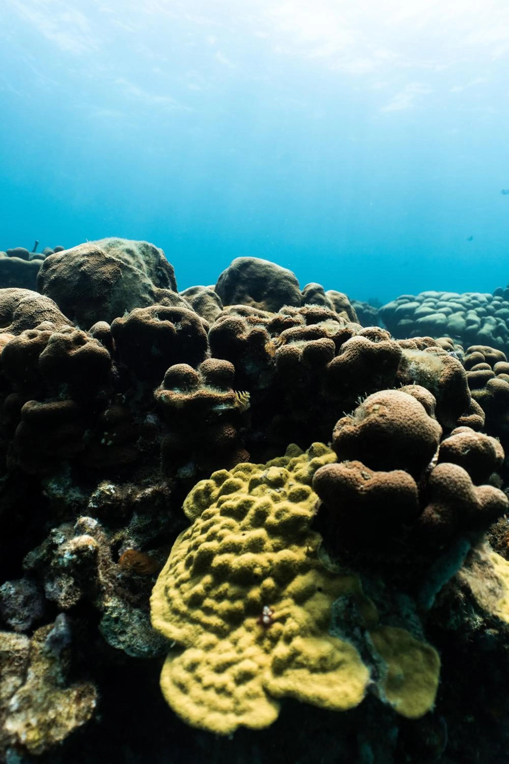 Property building in Isla Corona