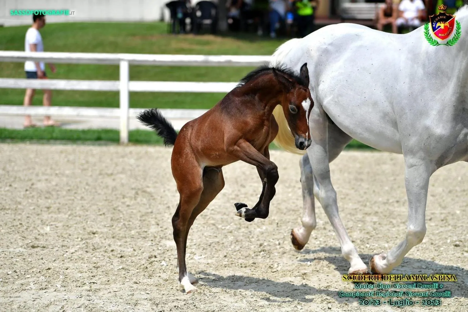Horse-riding in Agriturismo Il Boschetto