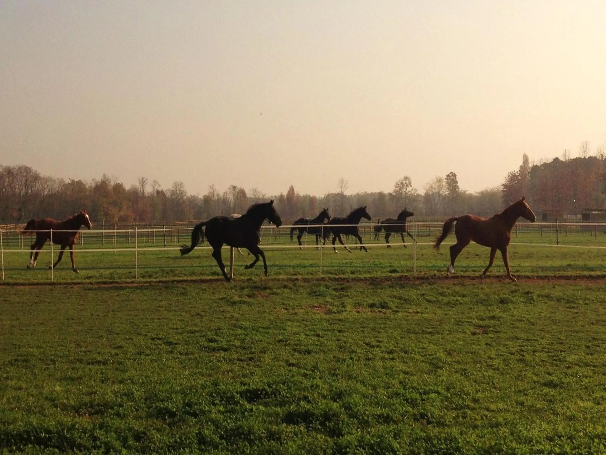 Animals in Agriturismo Il Boschetto
