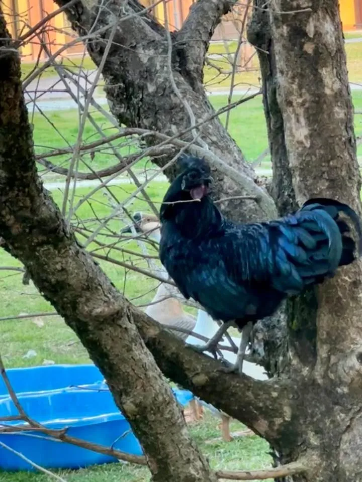 Agriturismo Il Boschetto