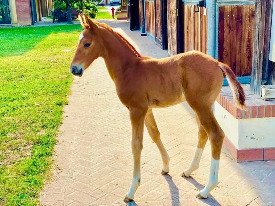 Horse-riding in Agriturismo Il Boschetto