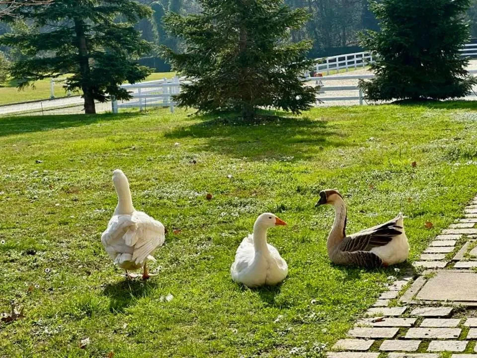 Agriturismo Il Boschetto