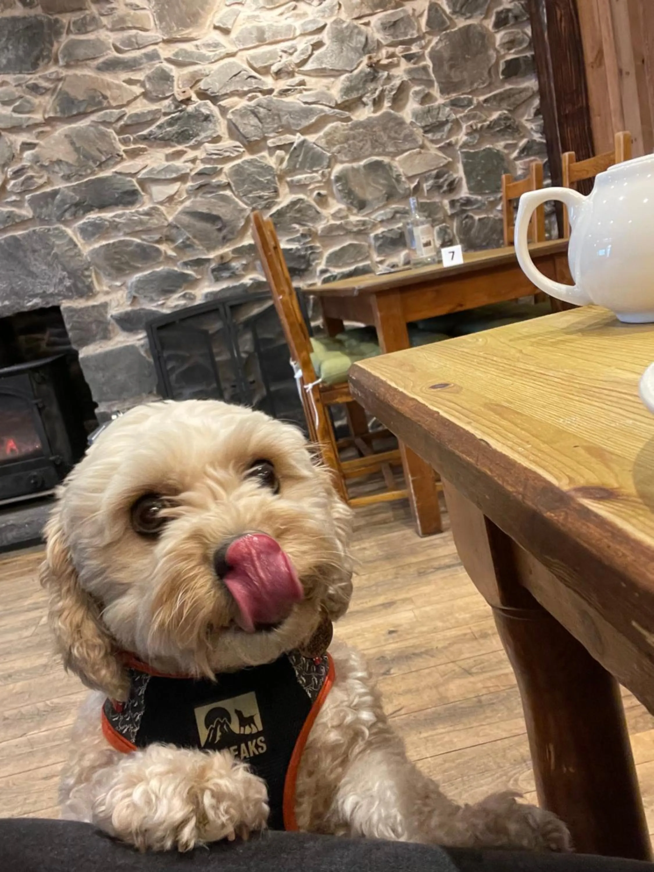 Pets in Glenarroch & Witchwood