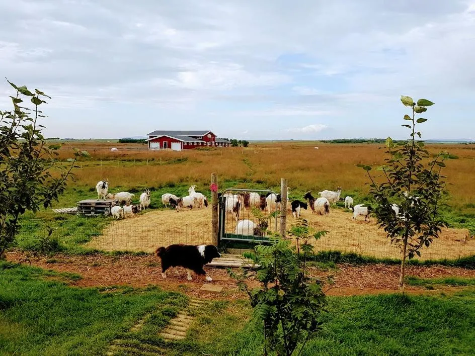 Garden in Skálatjörn Guesthouse