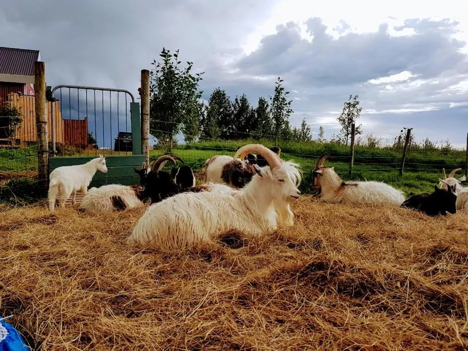 Pets in Skálatjörn Guesthouse
