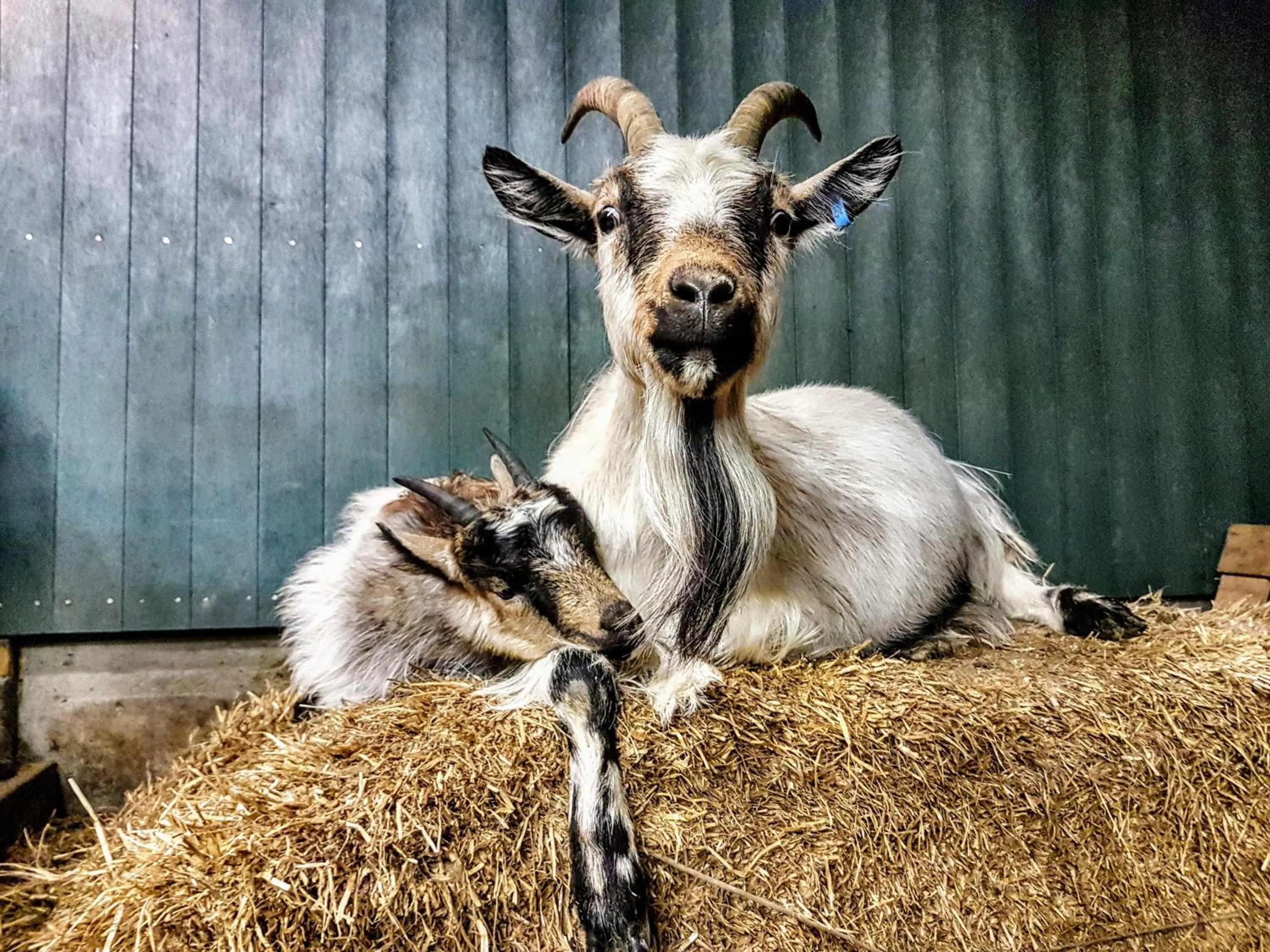 Pets in Skálatjörn Guesthouse