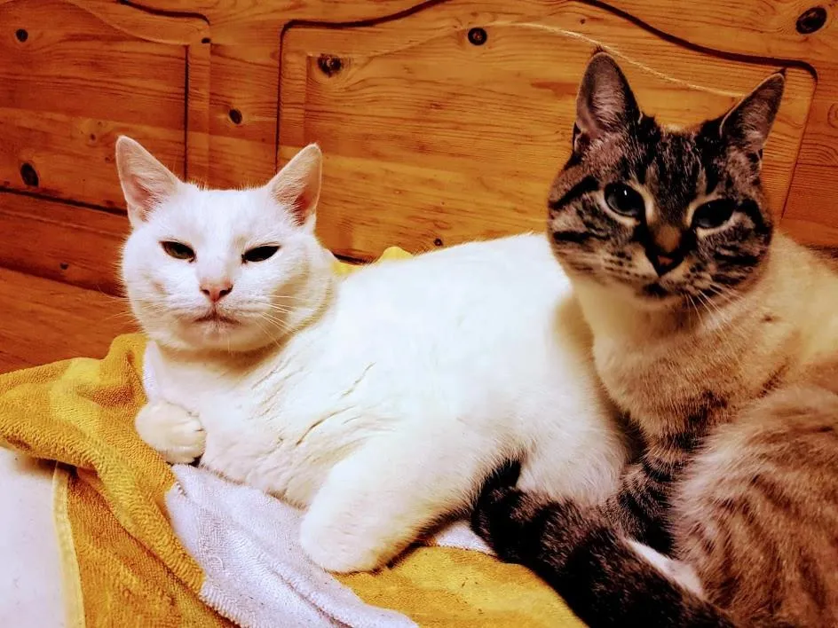Pets in Skálatjörn Guesthouse