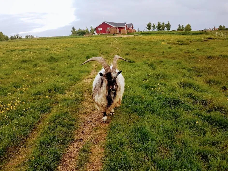 Pets in Skálatjörn Guesthouse