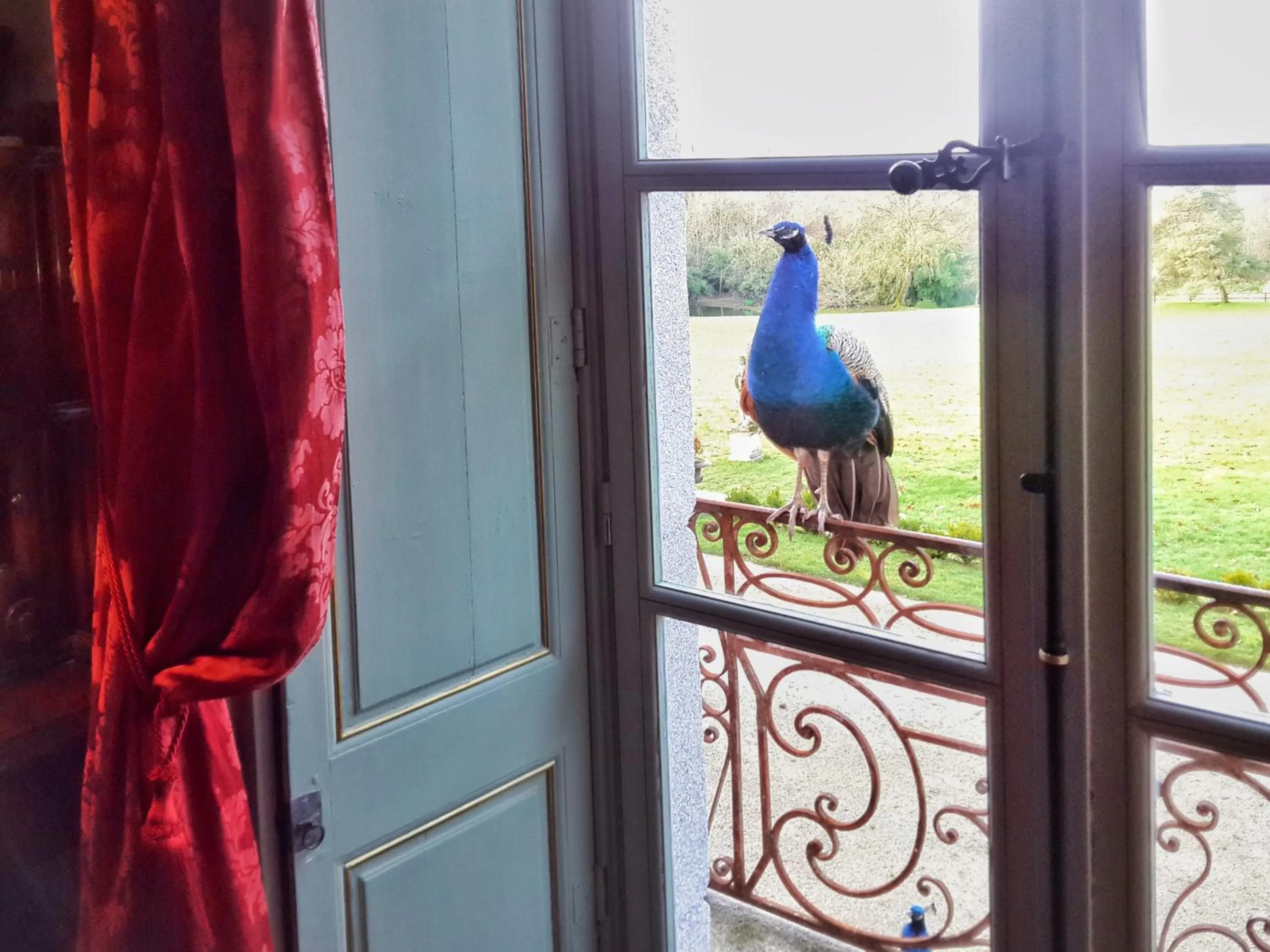 Animals in Château de Chantore