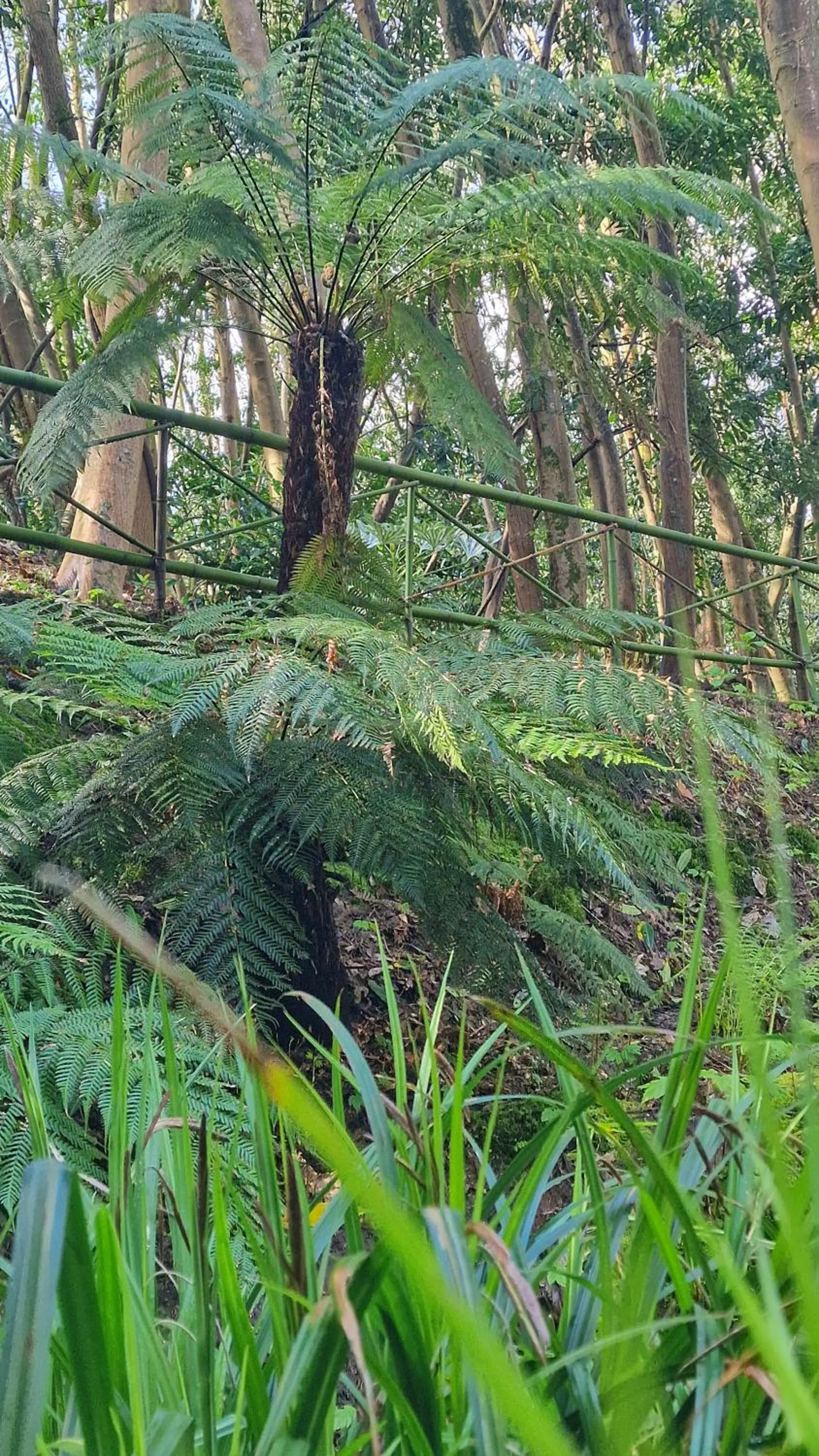 Garden in Château de Chantore