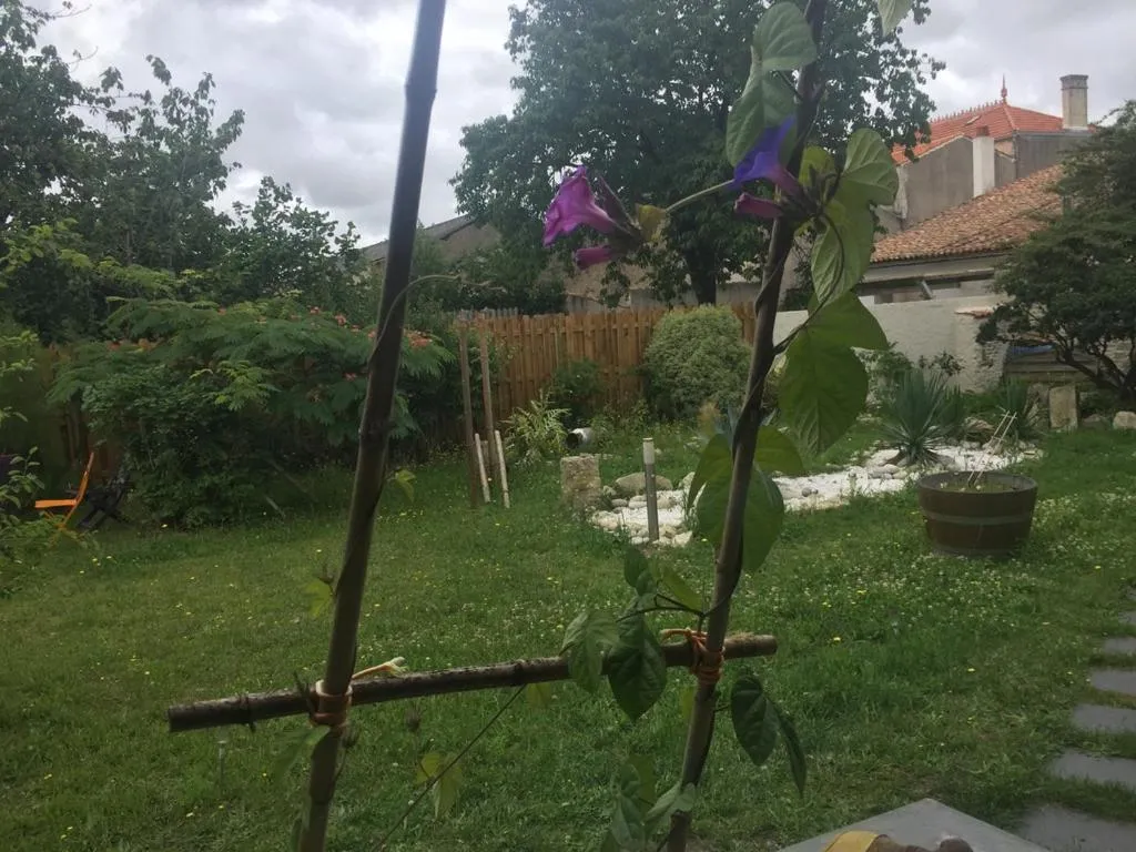 Garden in Accacia Home