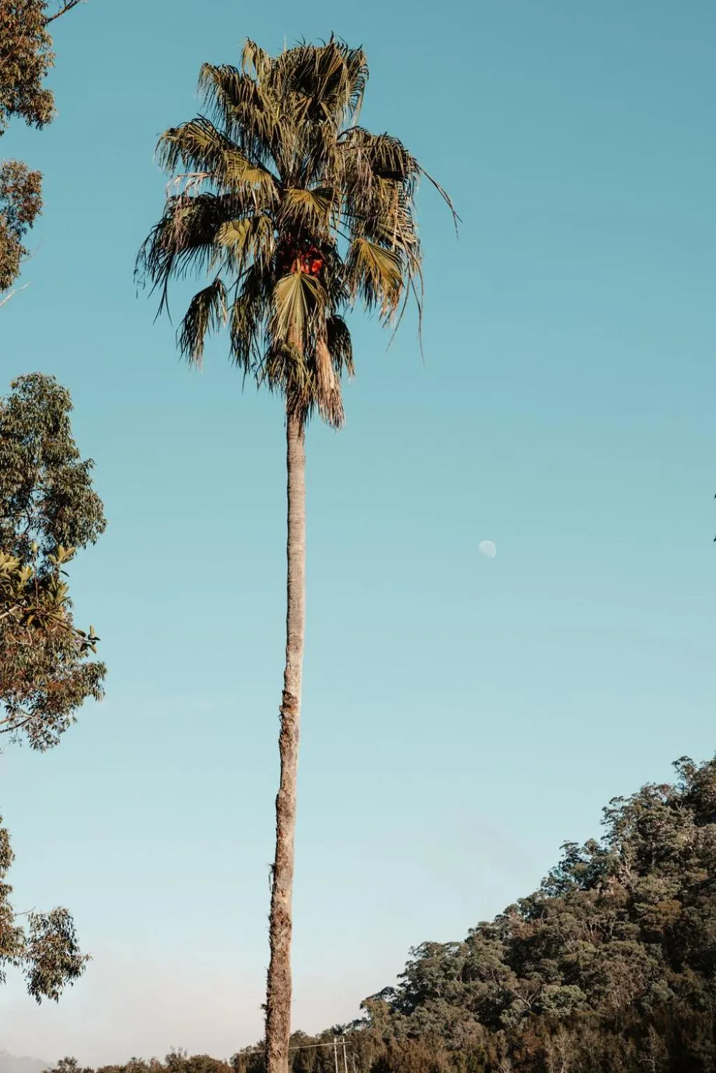 Natural landscape in Wisemans Retreat