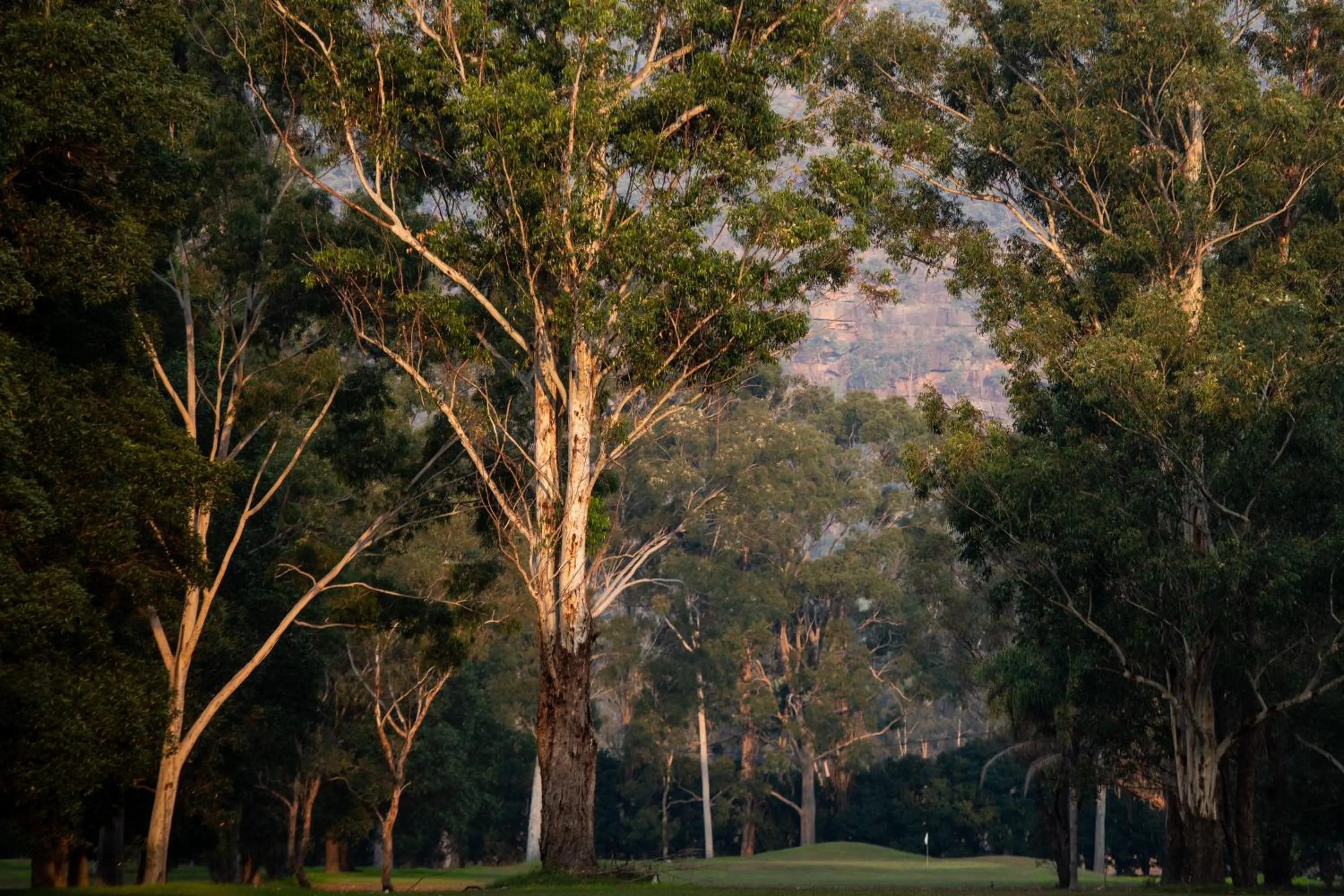 Natural landscape in Wisemans Retreat