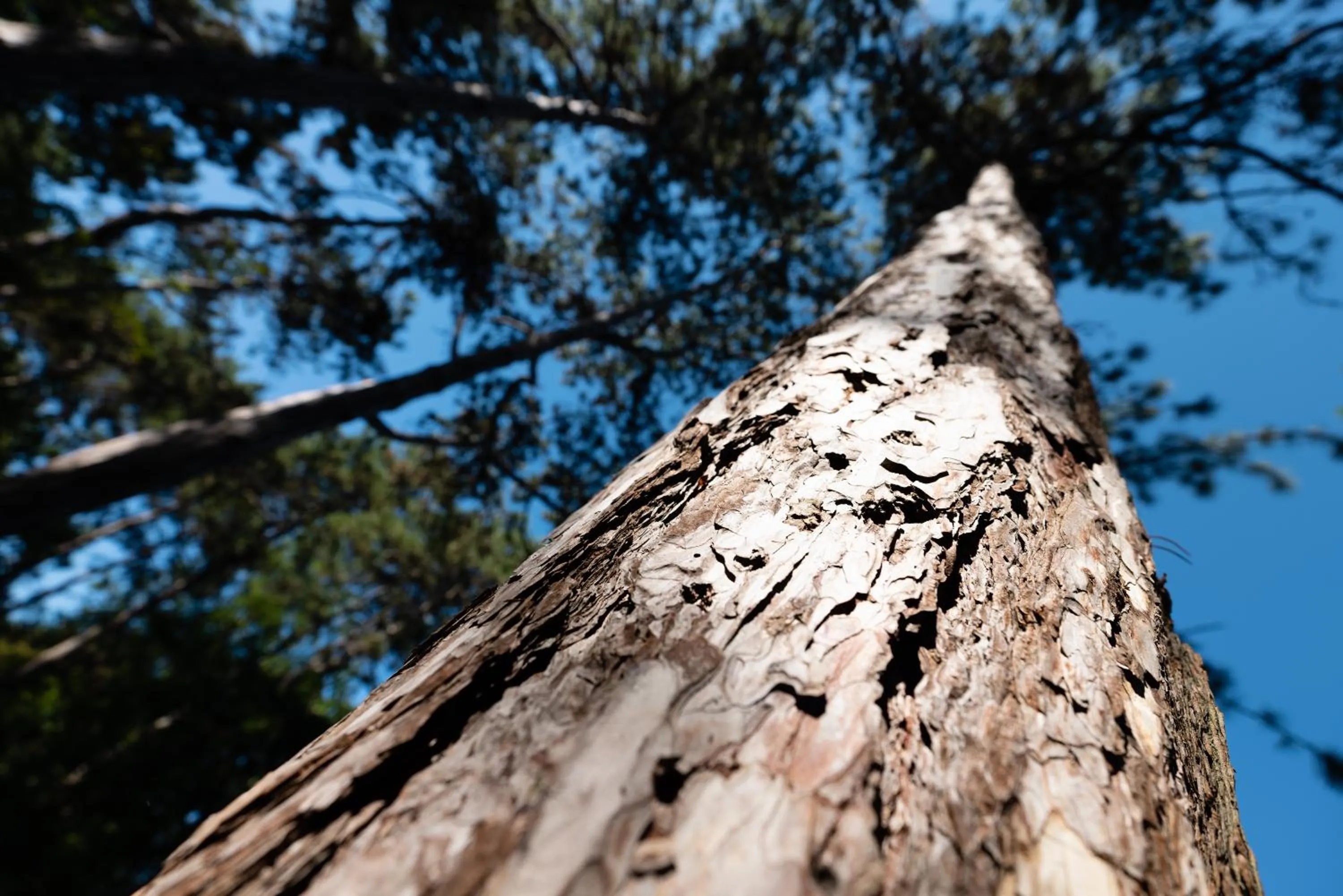 Day in Green Village Eco Resort