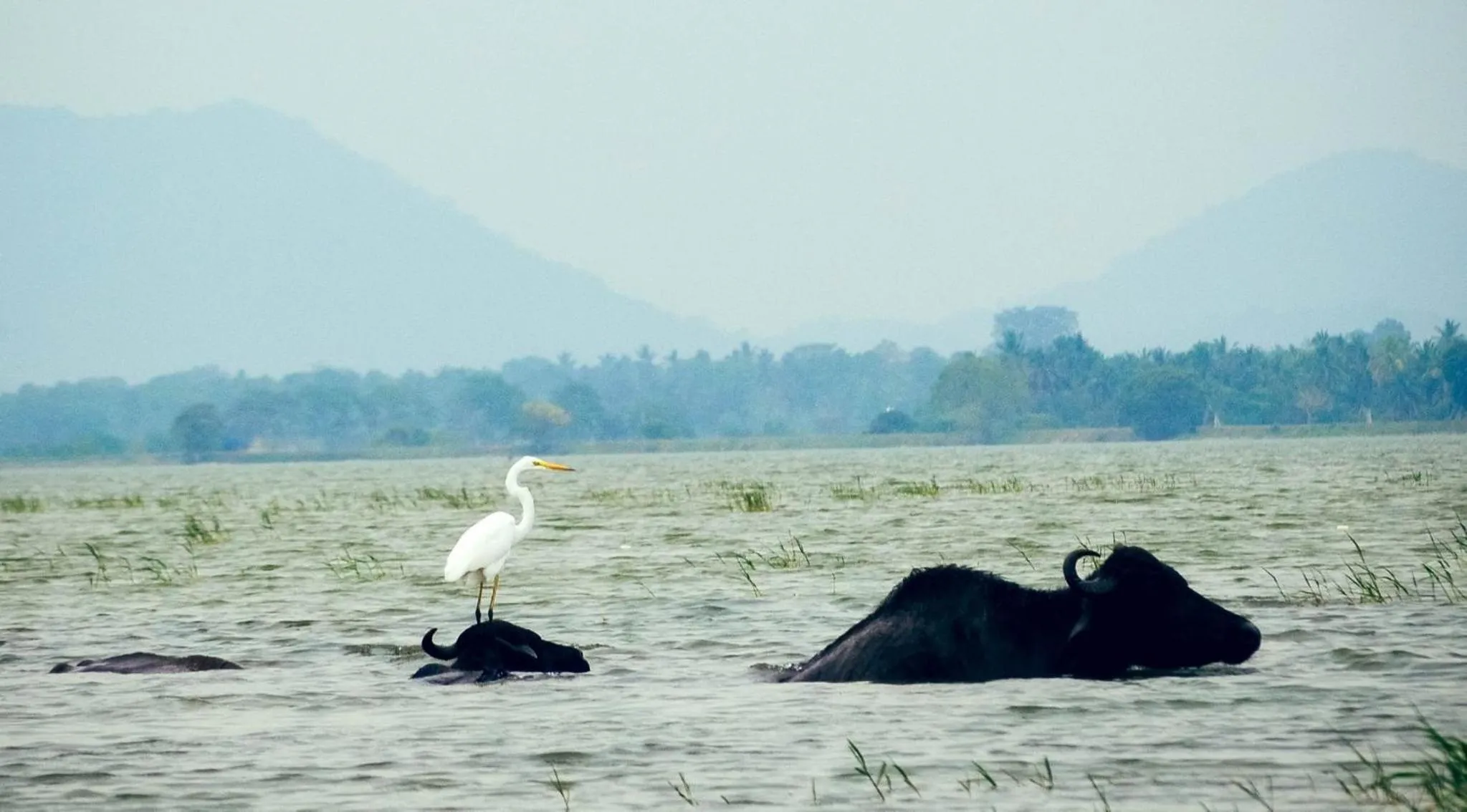 Yala Lucas Lake Hotel