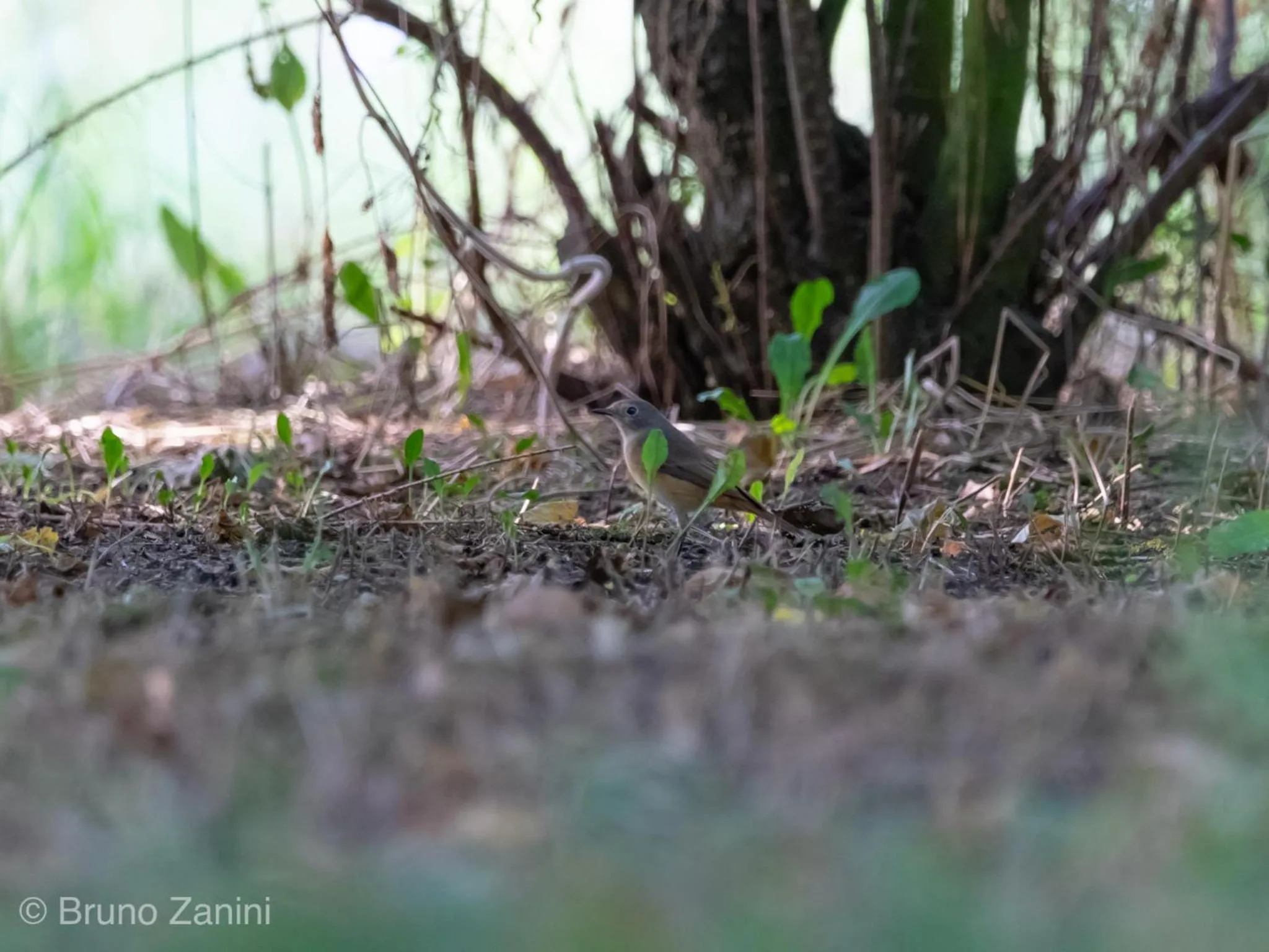 Animals in Cà Morari