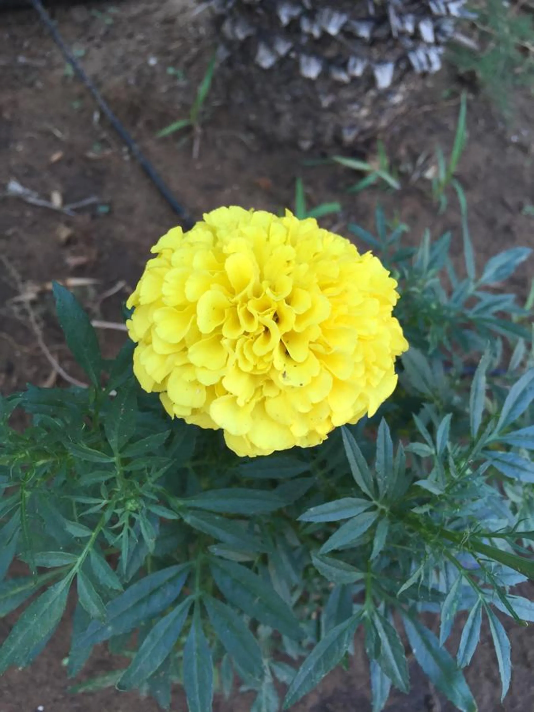 B&B Fiori Gialli Caucana