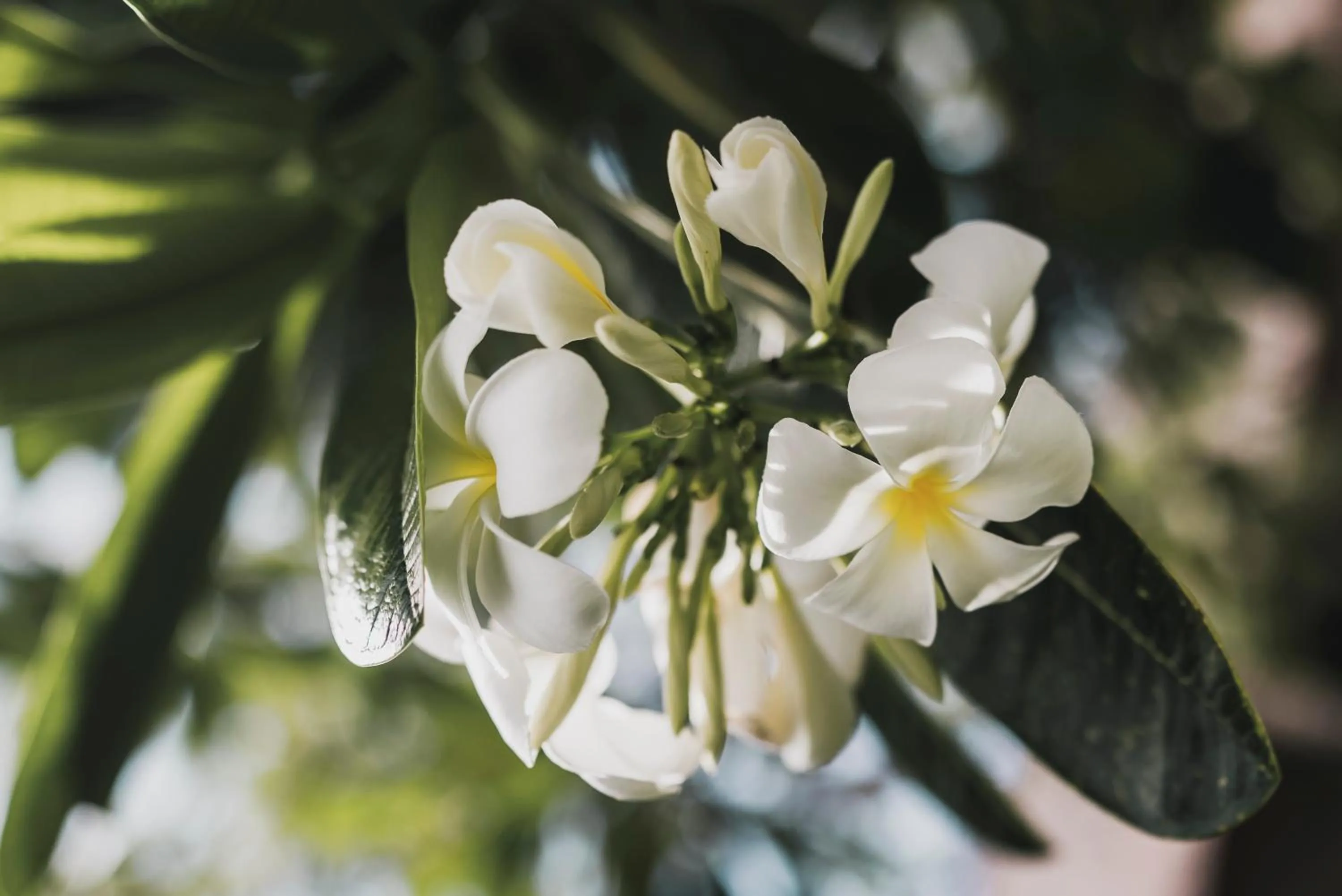 Spring in iSuite by Ekosistem