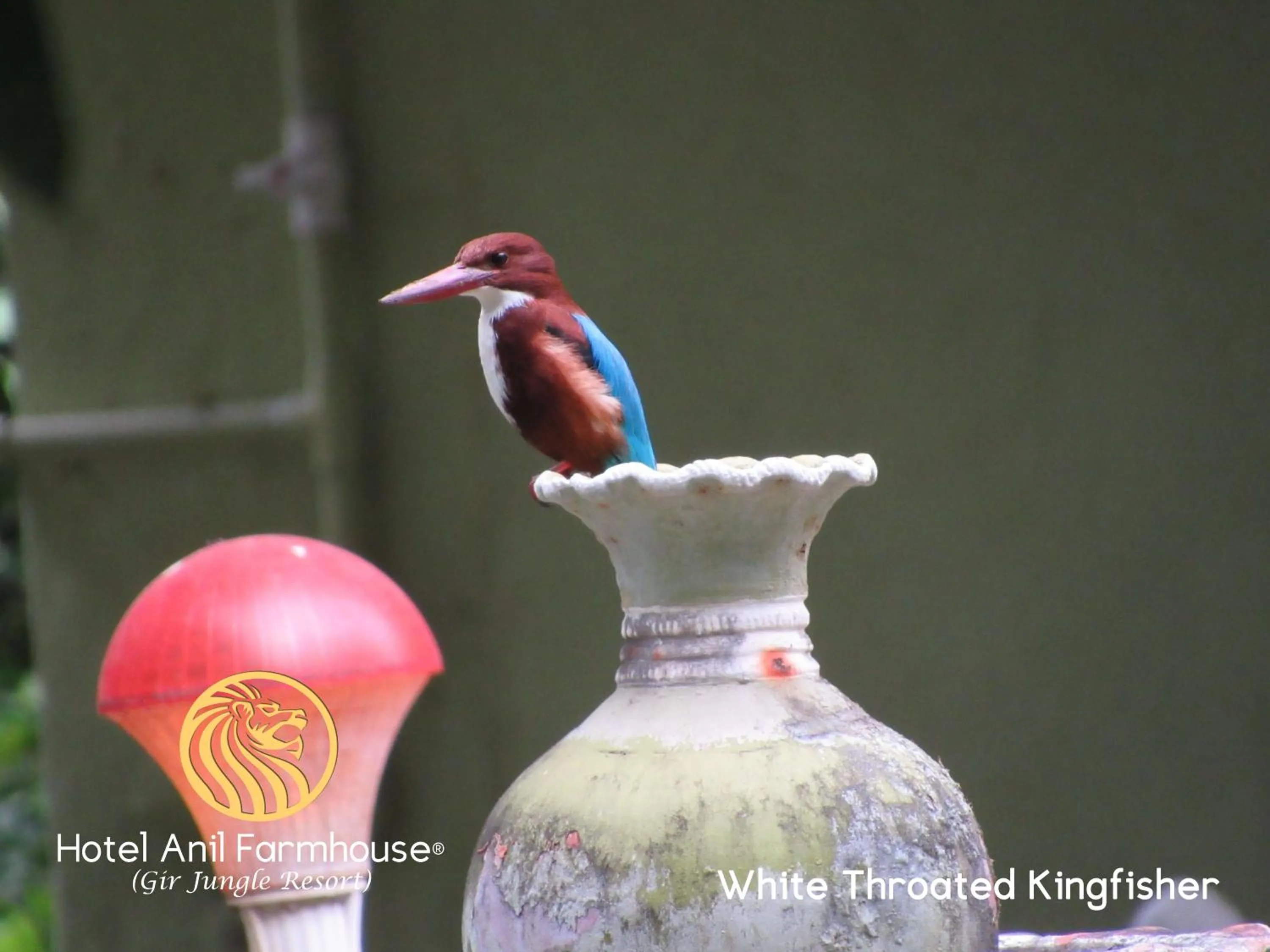 Animals in Anil Farms Gir Jungle Resort