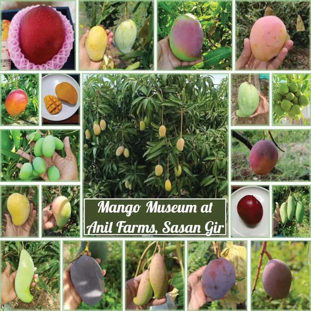 Natural landscape in Anil Farms Gir Jungle Resort