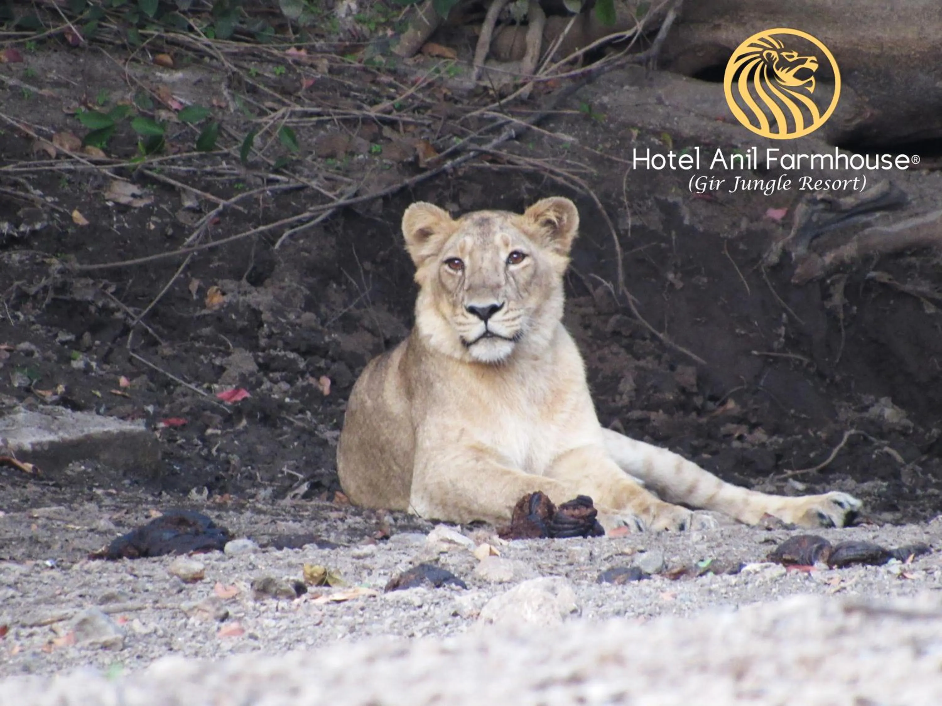 Animals in Anil Farms Gir Jungle Resort