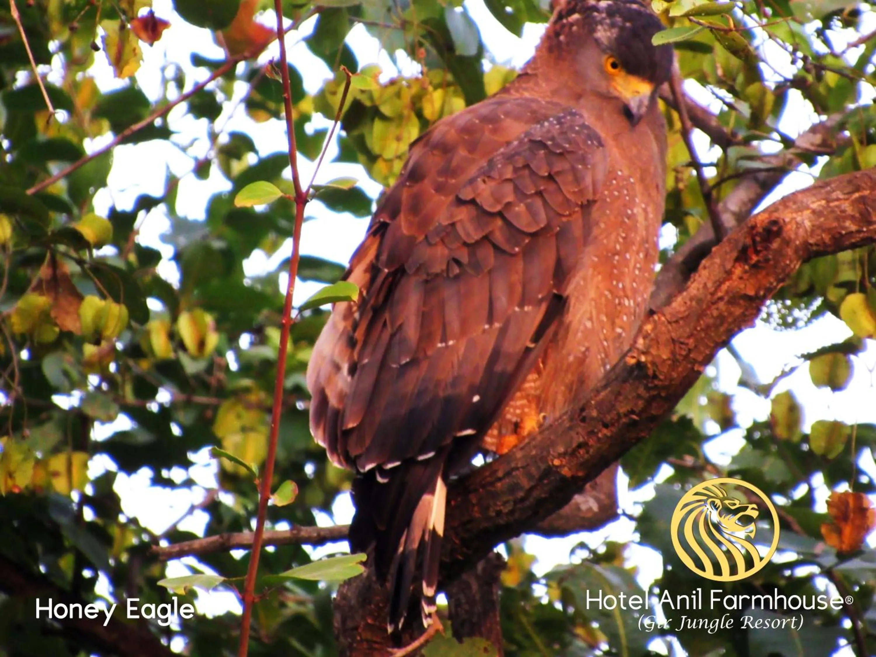 Animals in Anil Farms Gir Jungle Resort
