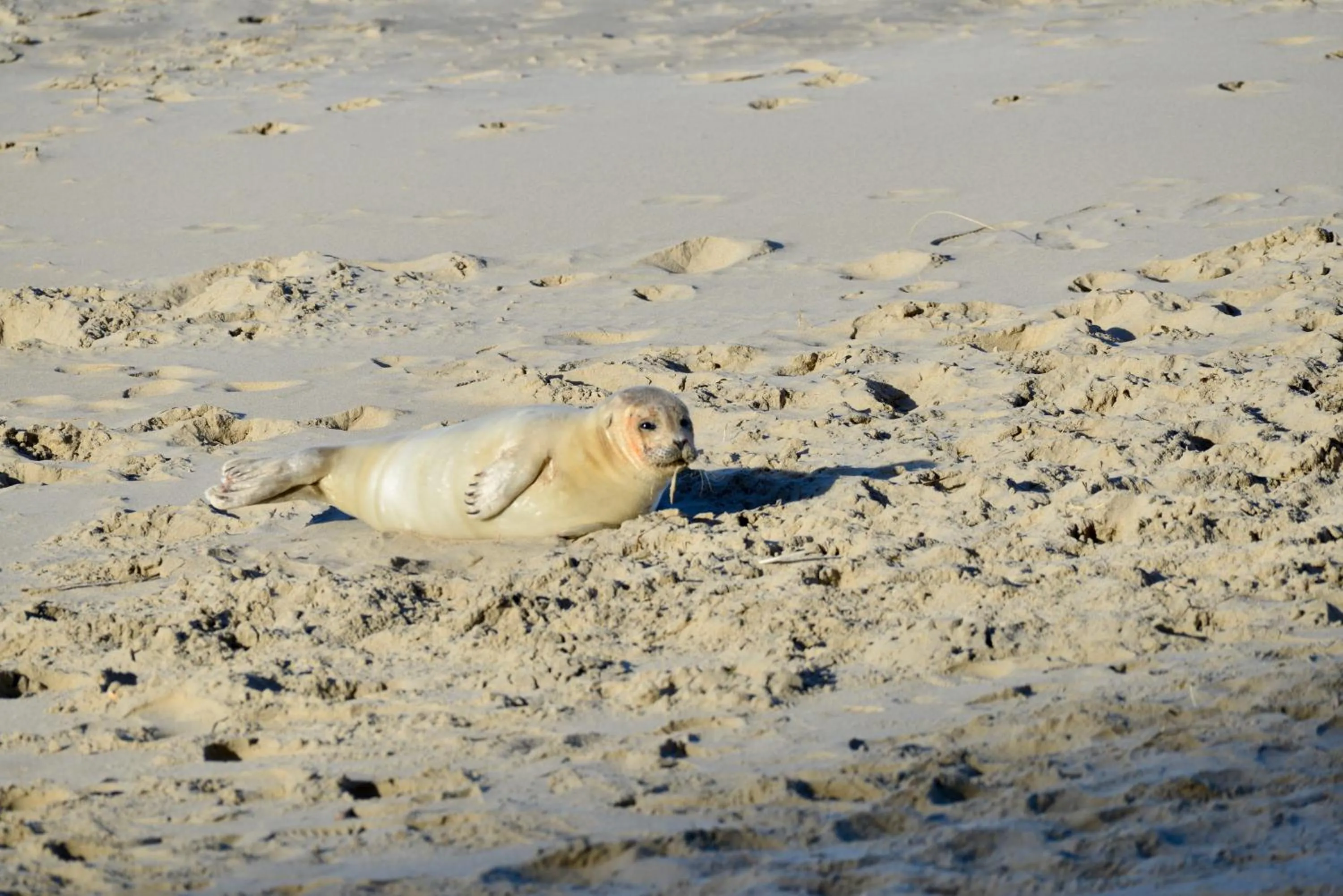 Beach in Hotel De Zeevaartschool