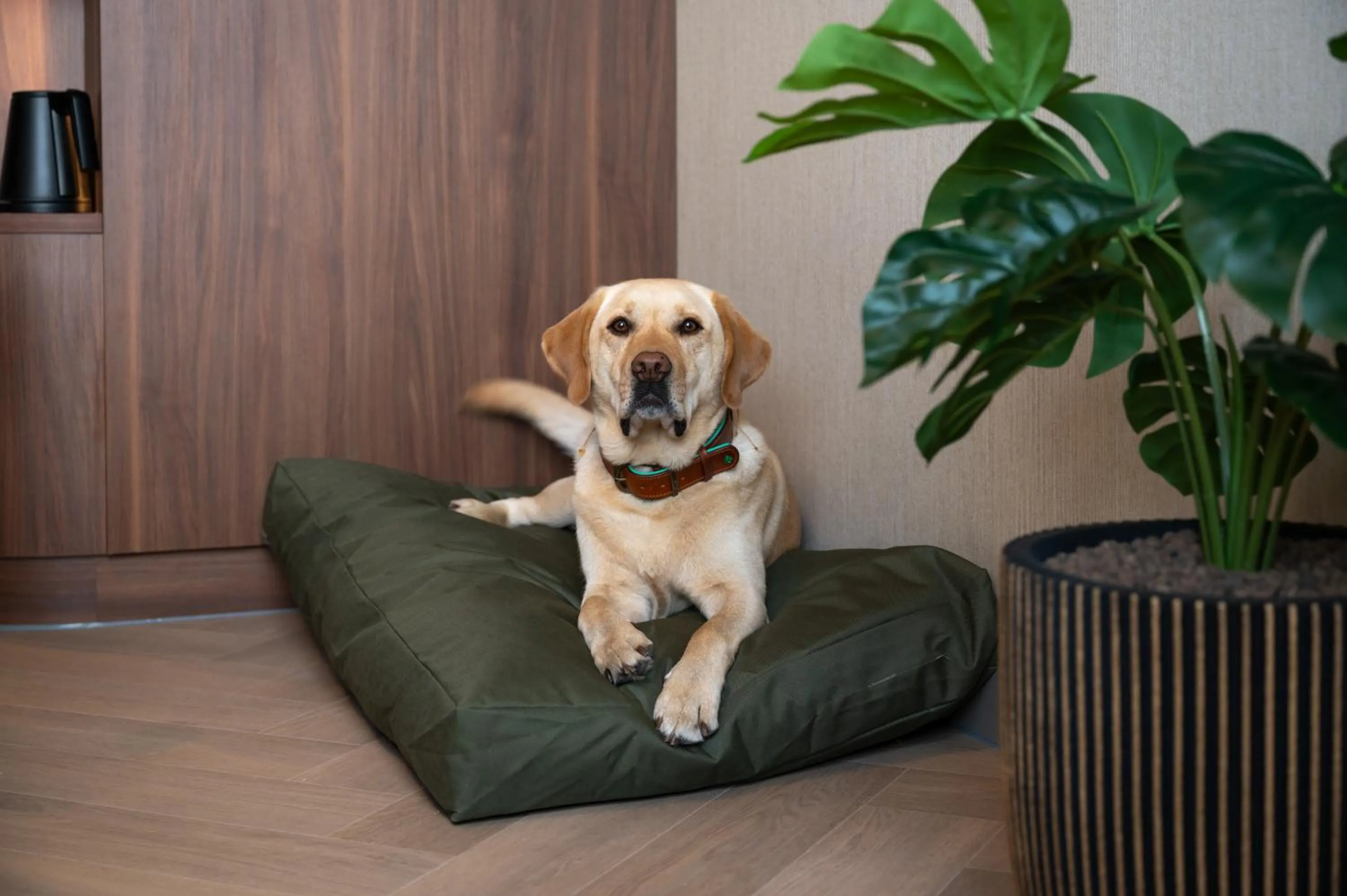 Pets in Hotel De Zeevaartschool