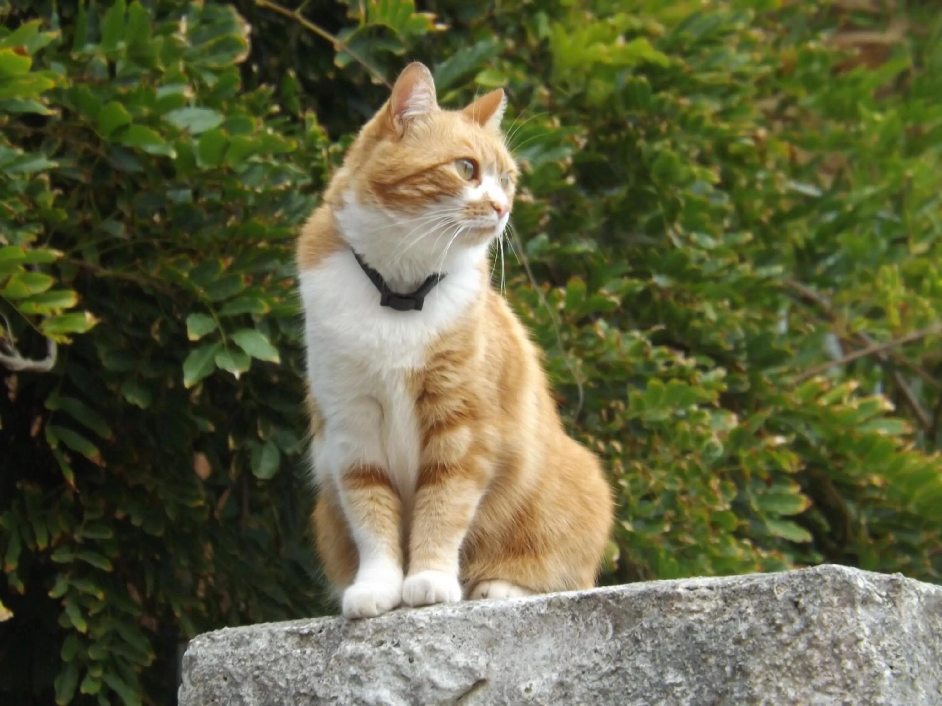 B&B Il Gatto Pescatore