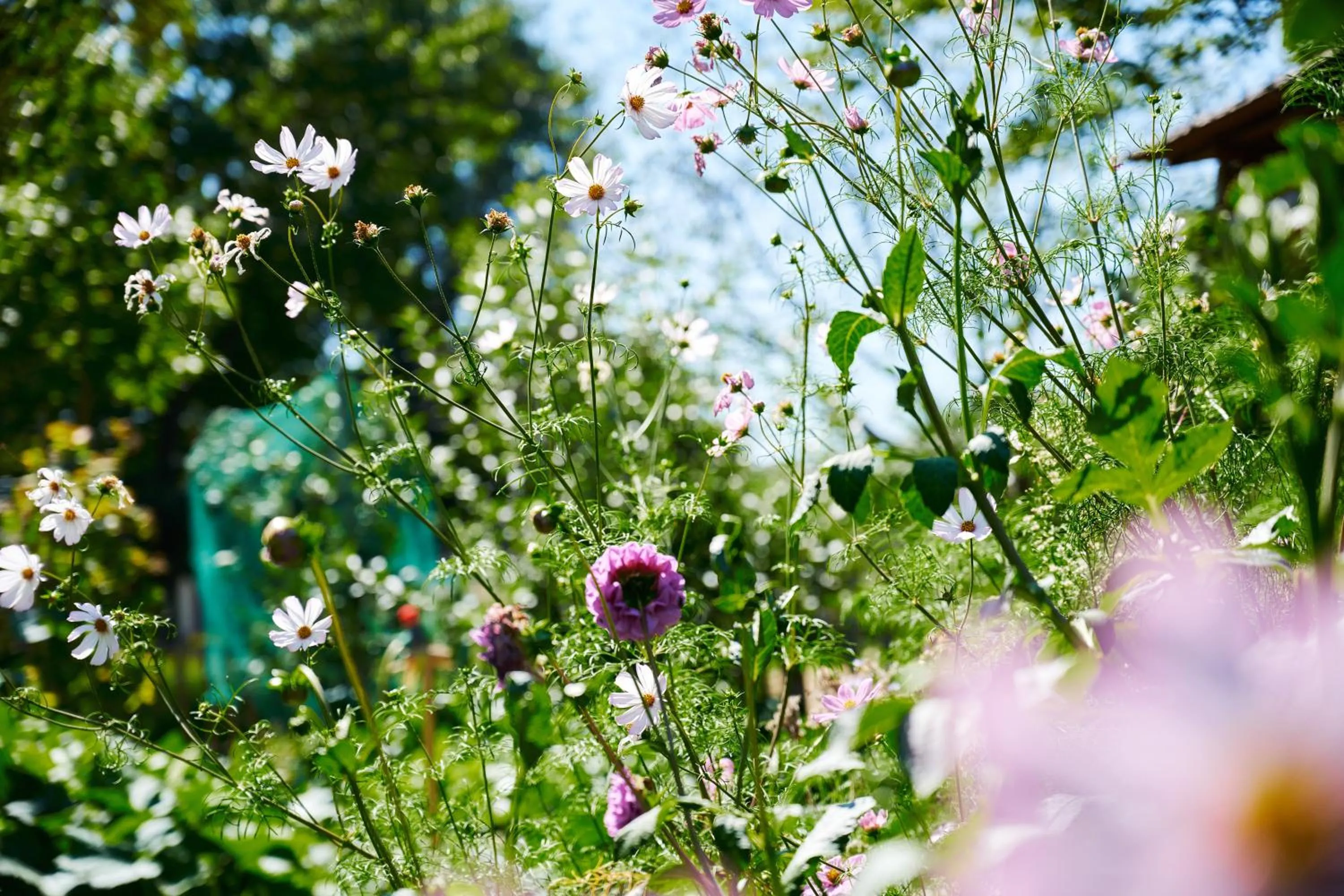 Natural landscape in Sandberghe - Een plek om te verdwalen