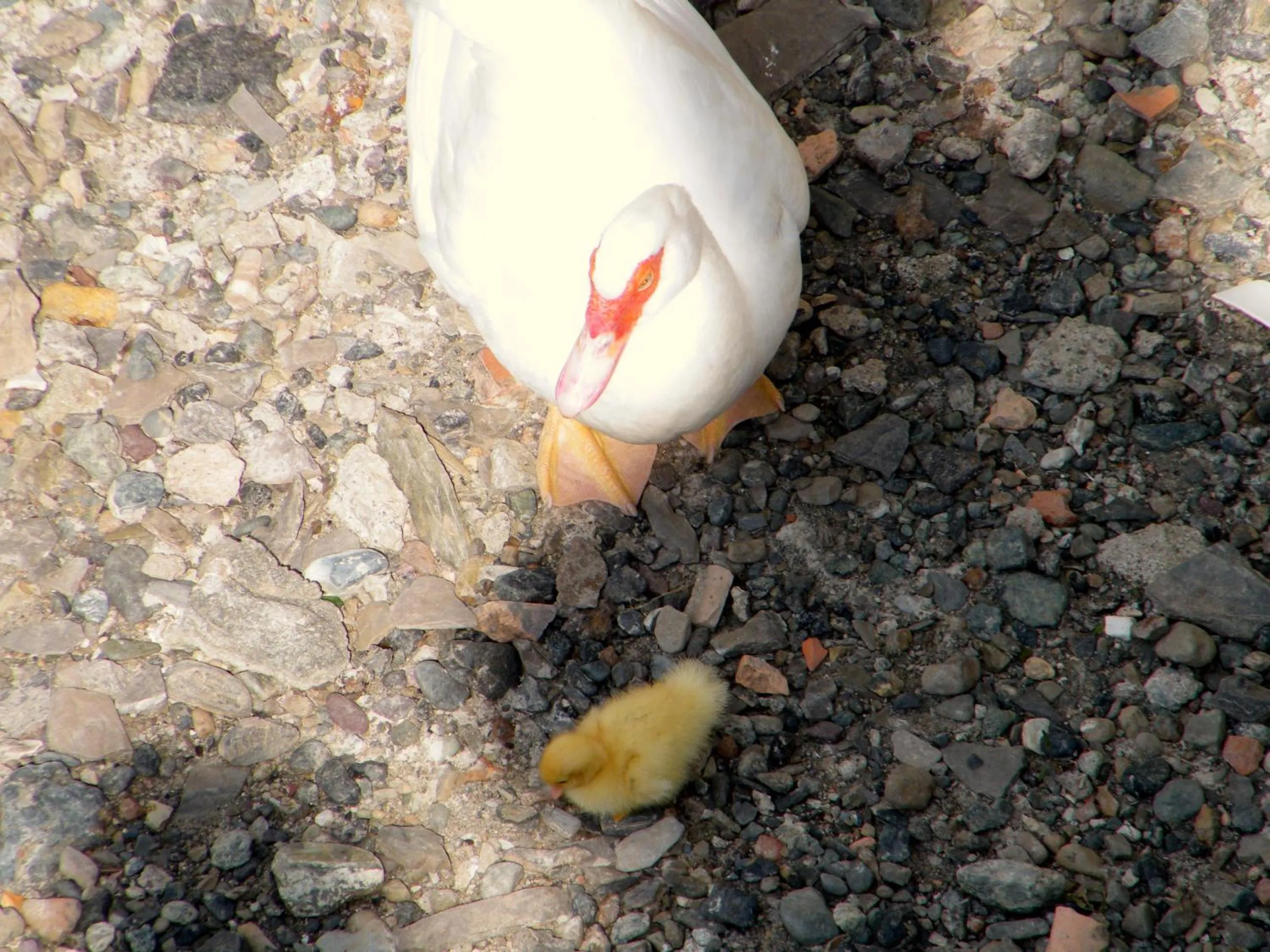 B&B Alle Ortensie Blu