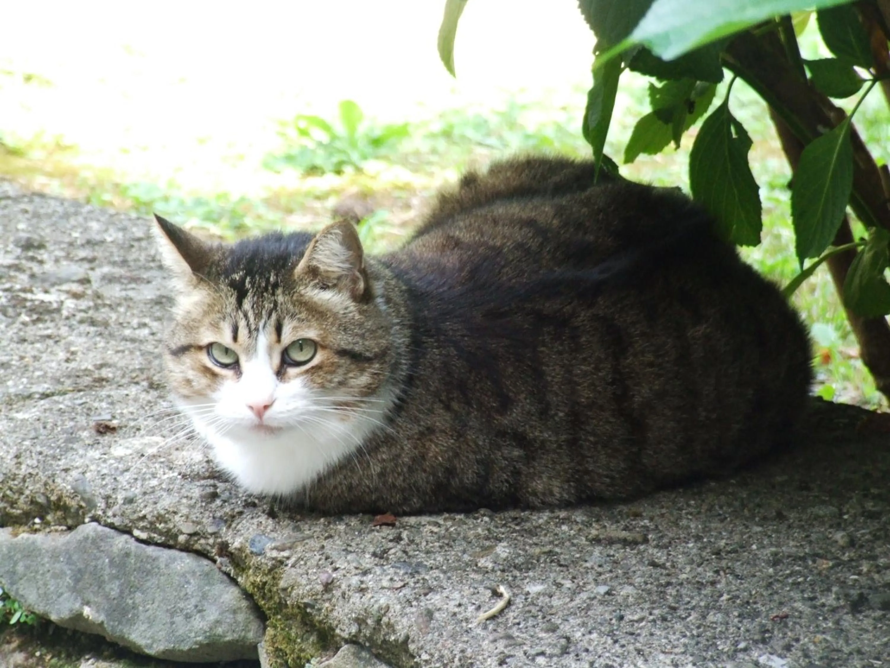 Pets in B&B Alle Ortensie Blu
