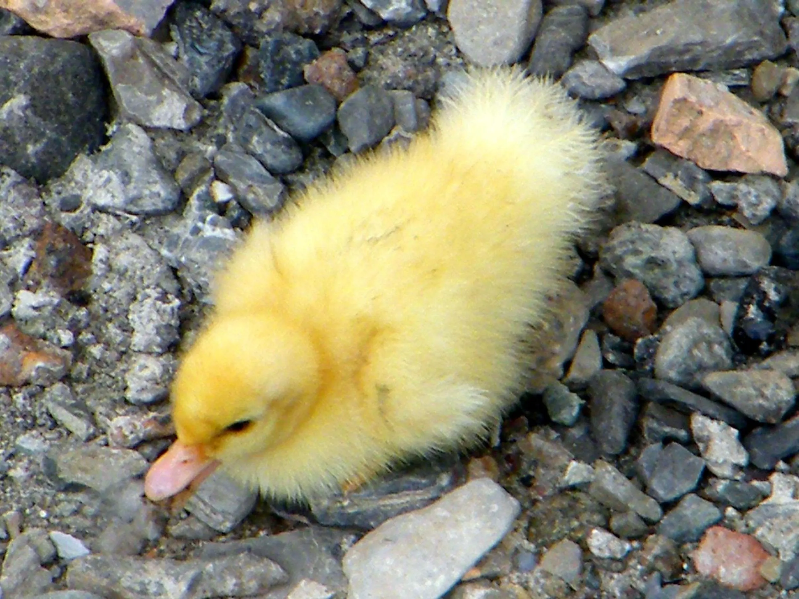 B&B Alle Ortensie Blu