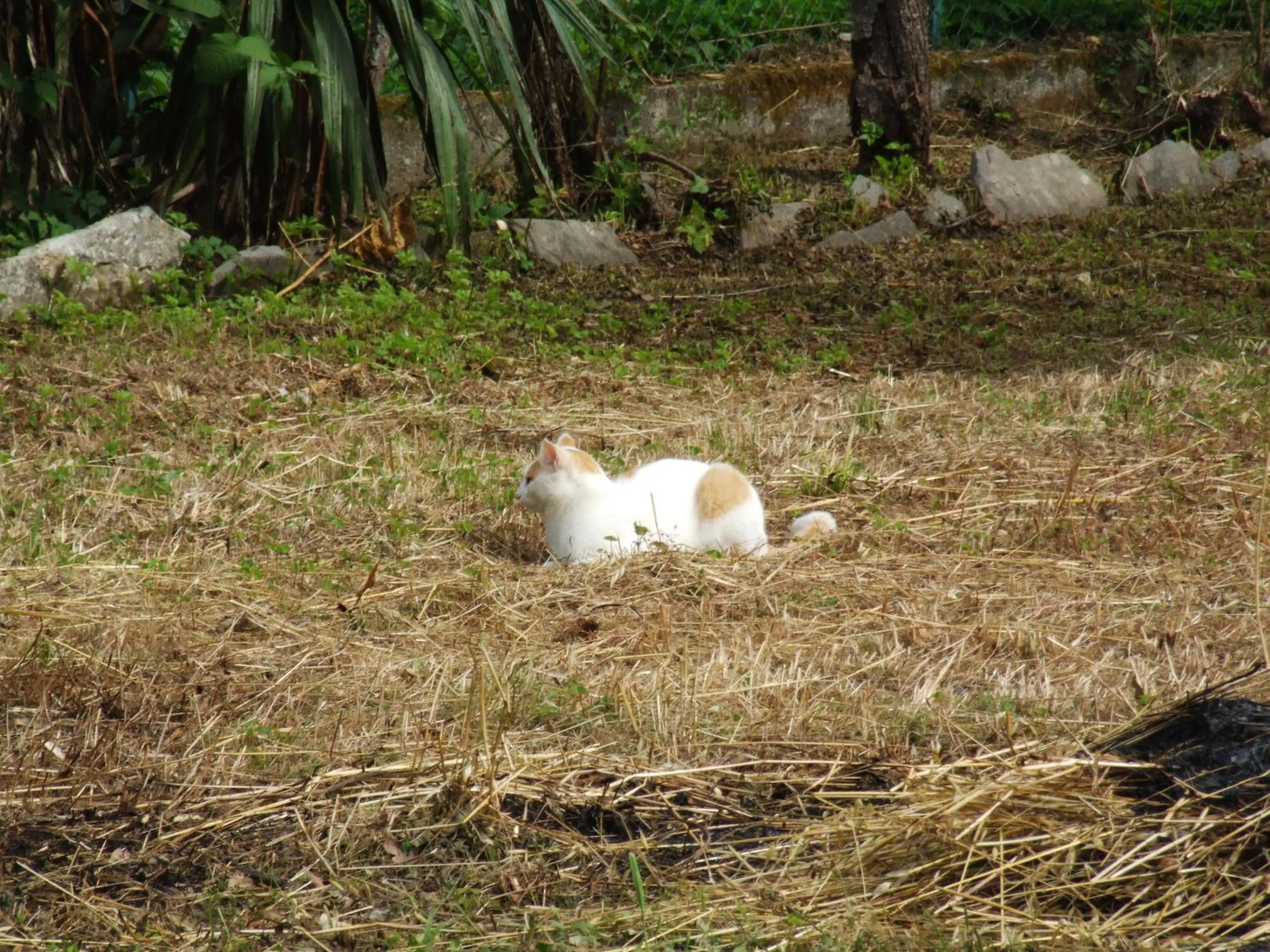 Property logo or sign in B&B Alle Ortensie Blu