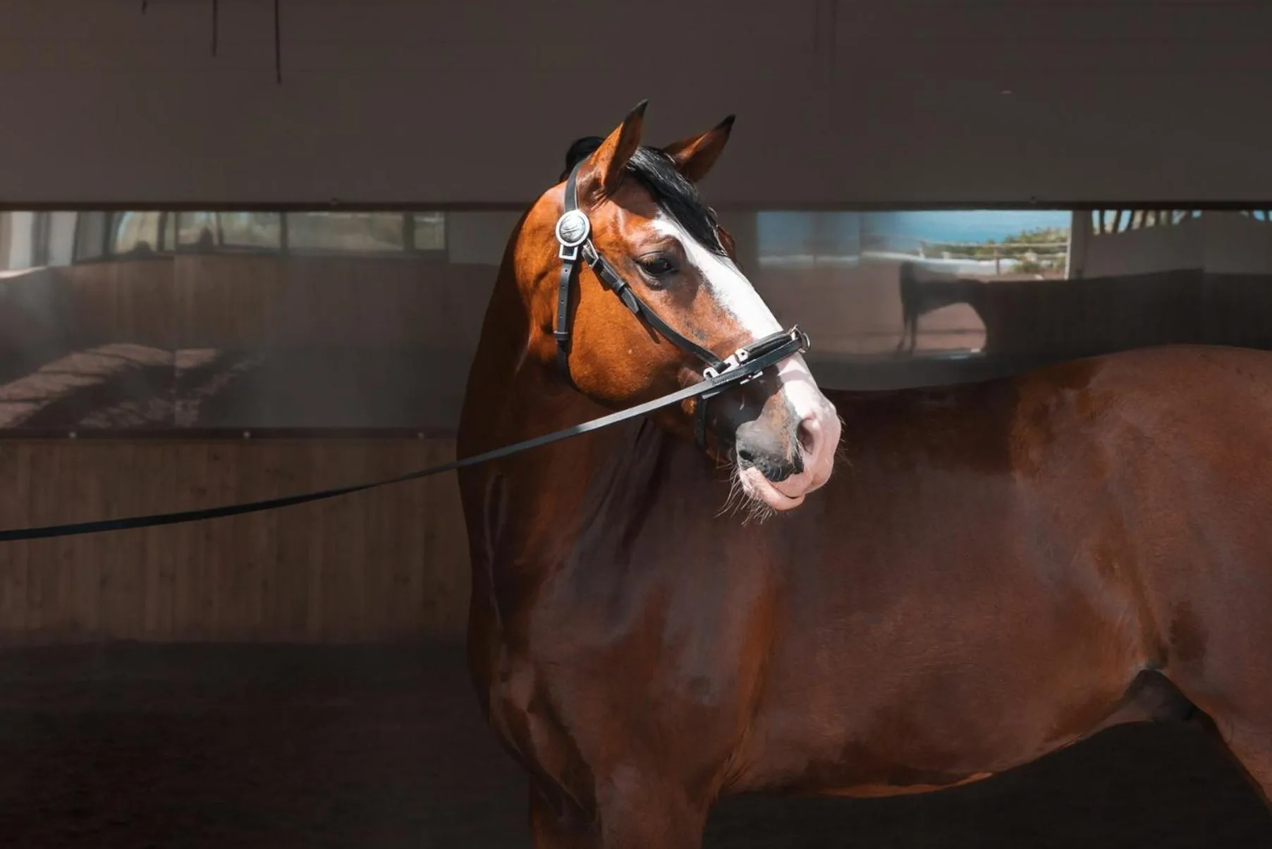 Animals in Lusitano Garden Villas