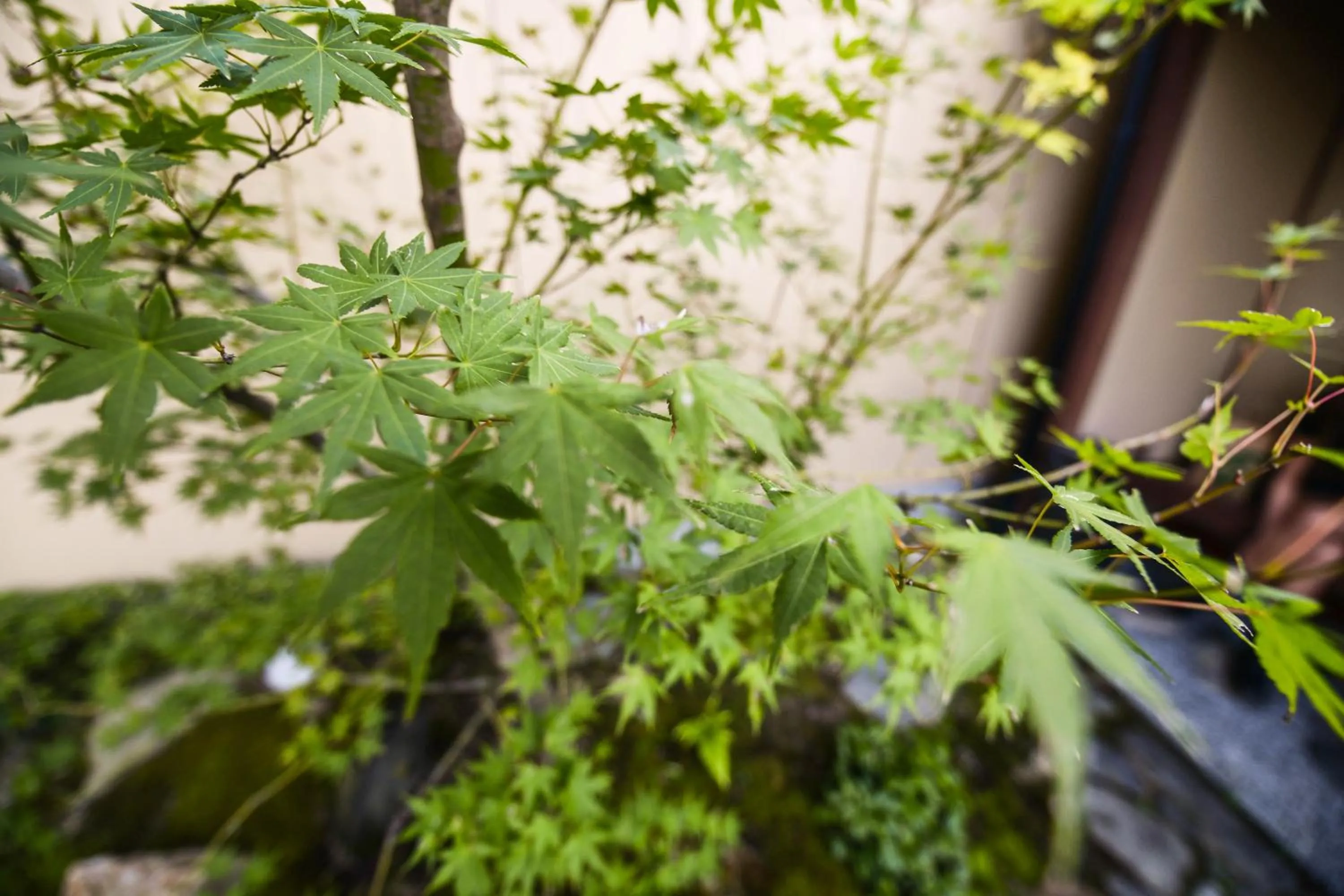 Garden in Kyo no Yado Sangen Ninenzaka