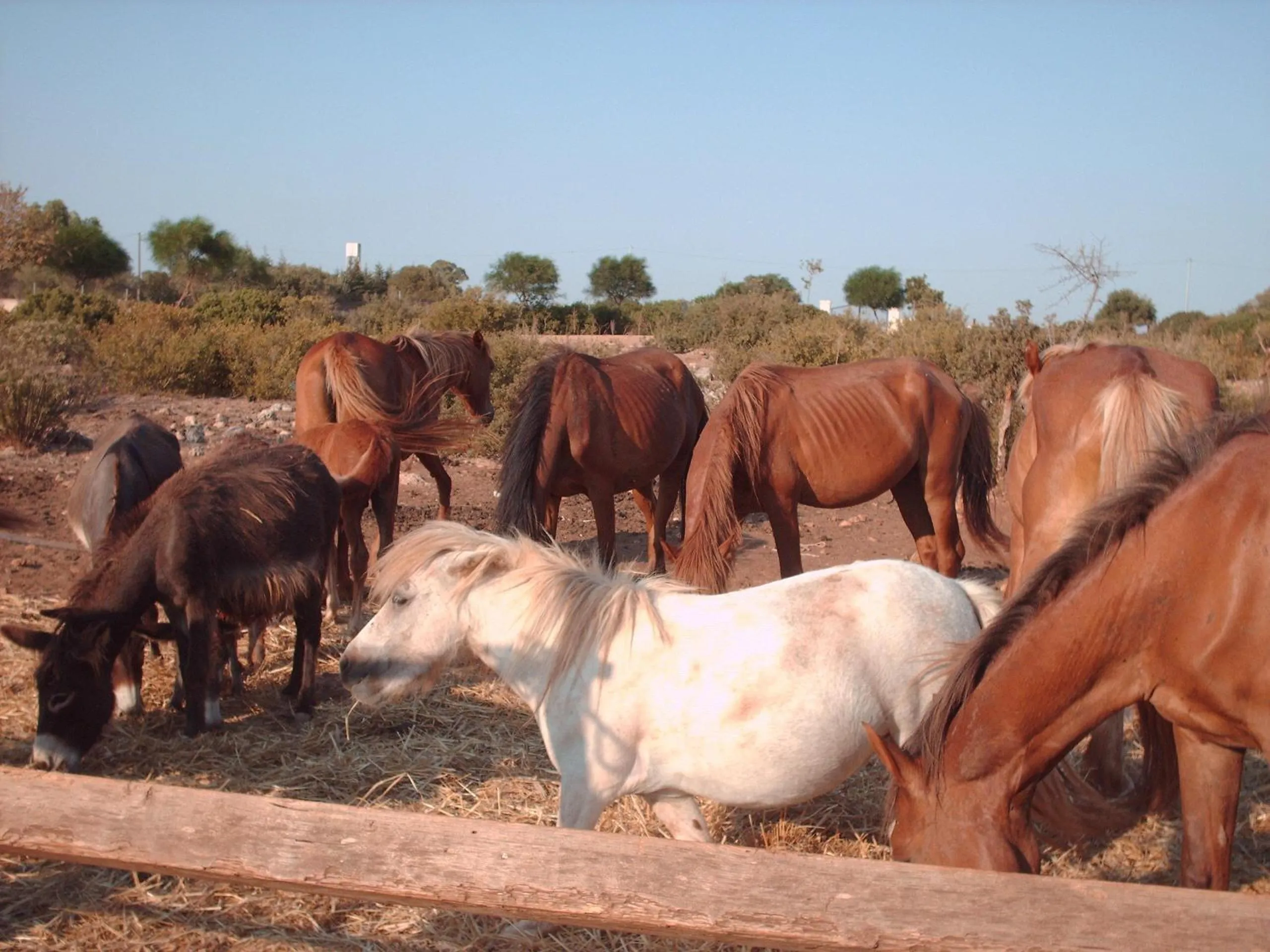 Animals in Agriturismo La Lucia