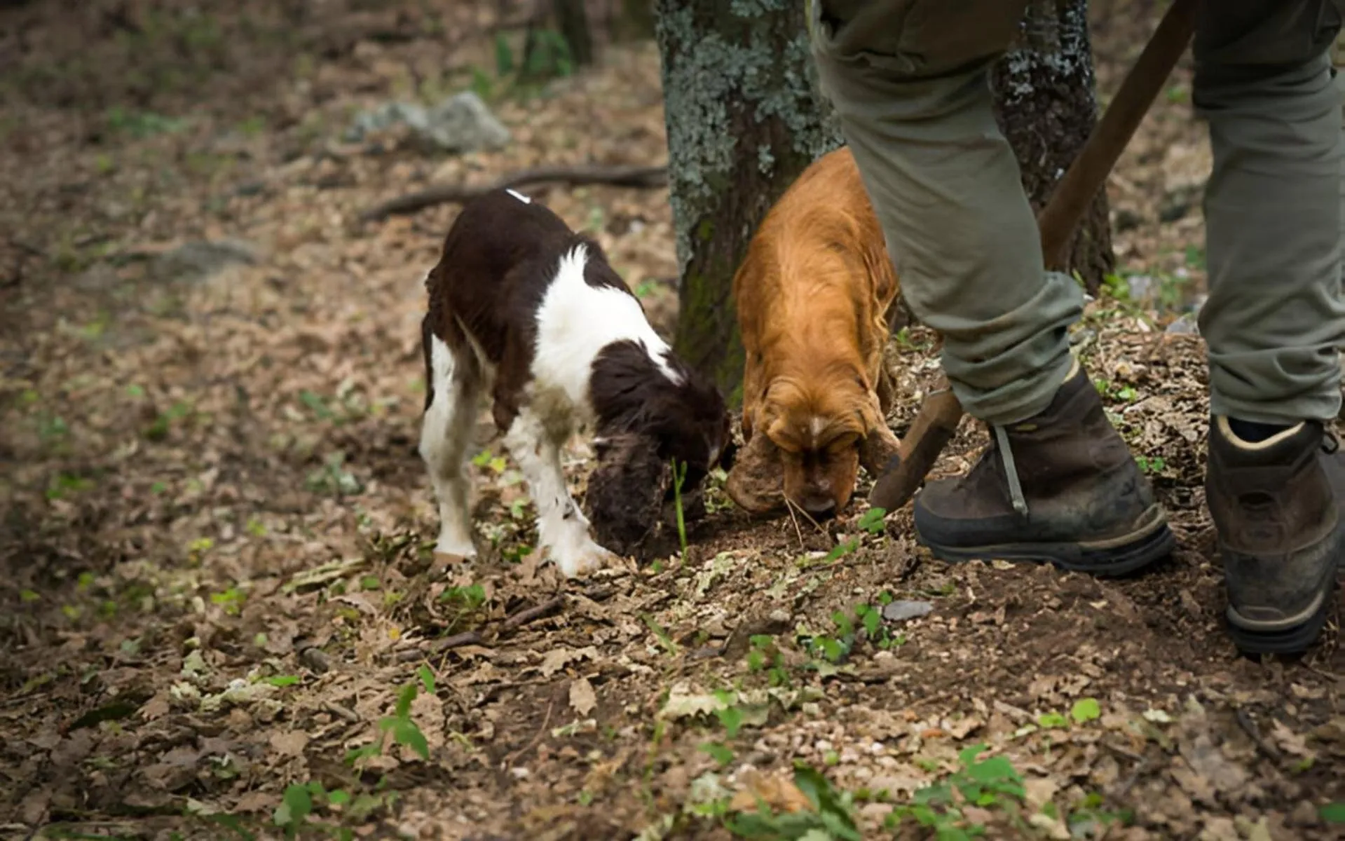 Pets in Abbadia Sicille Relais