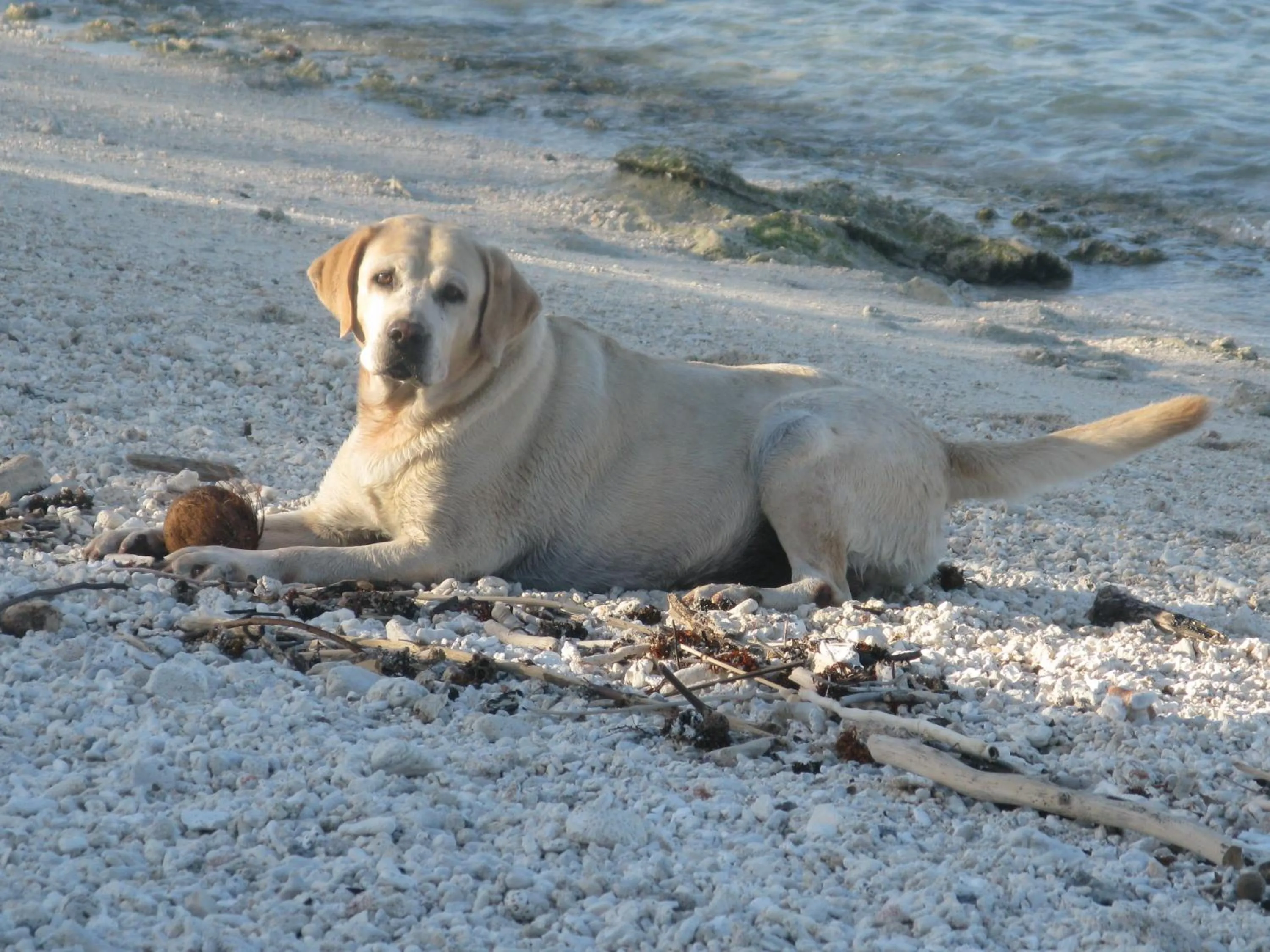Animals in Green Lodge Moorea