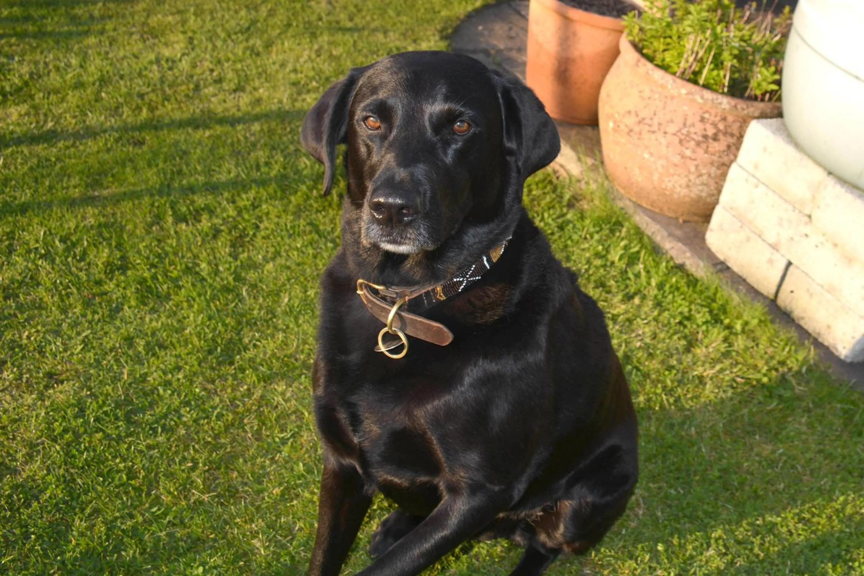 Pets in Kerswell Farmhouse